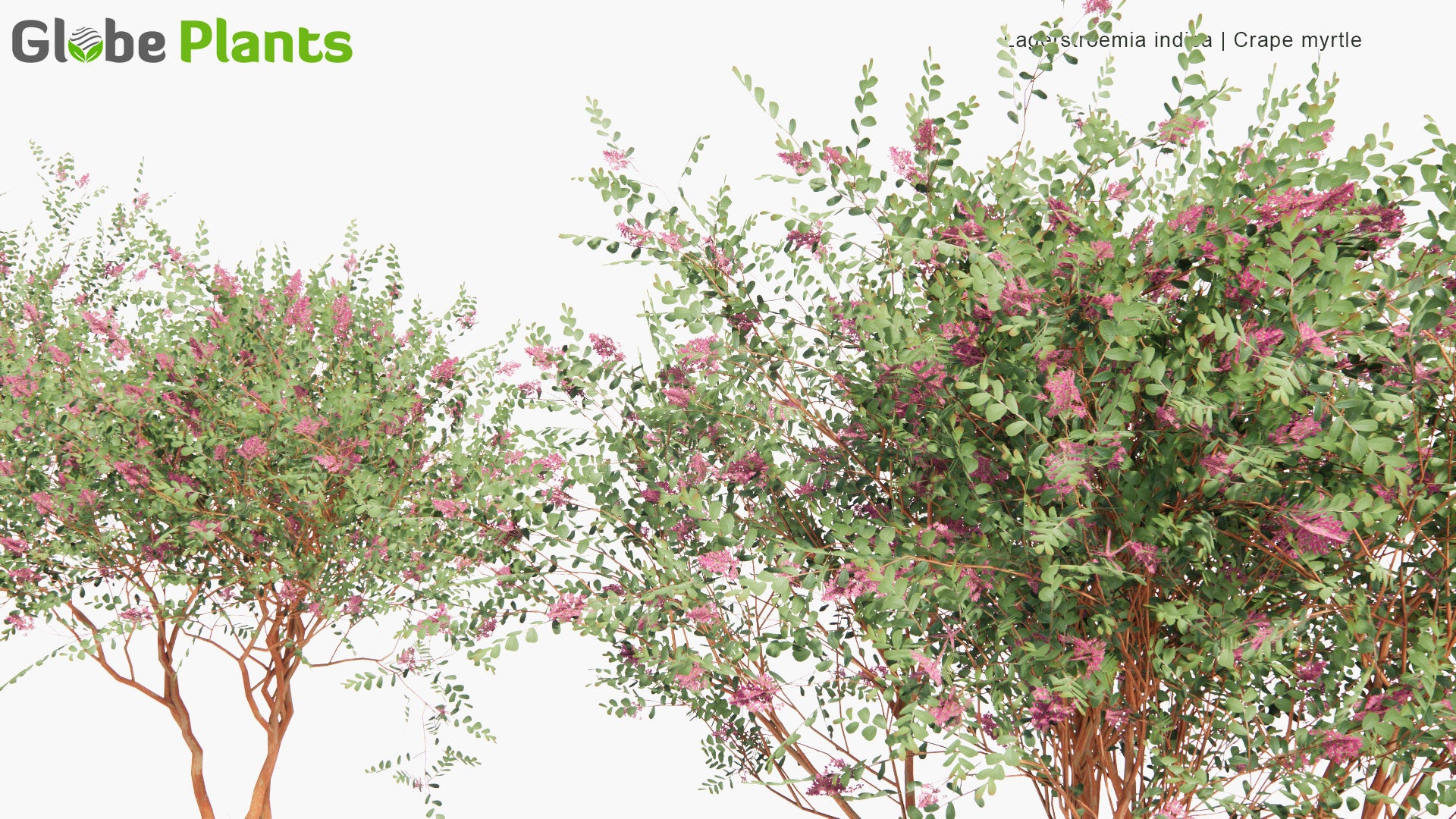 Low Poly Lagerstroemia Indica - Crape Myrtle (3D Model)