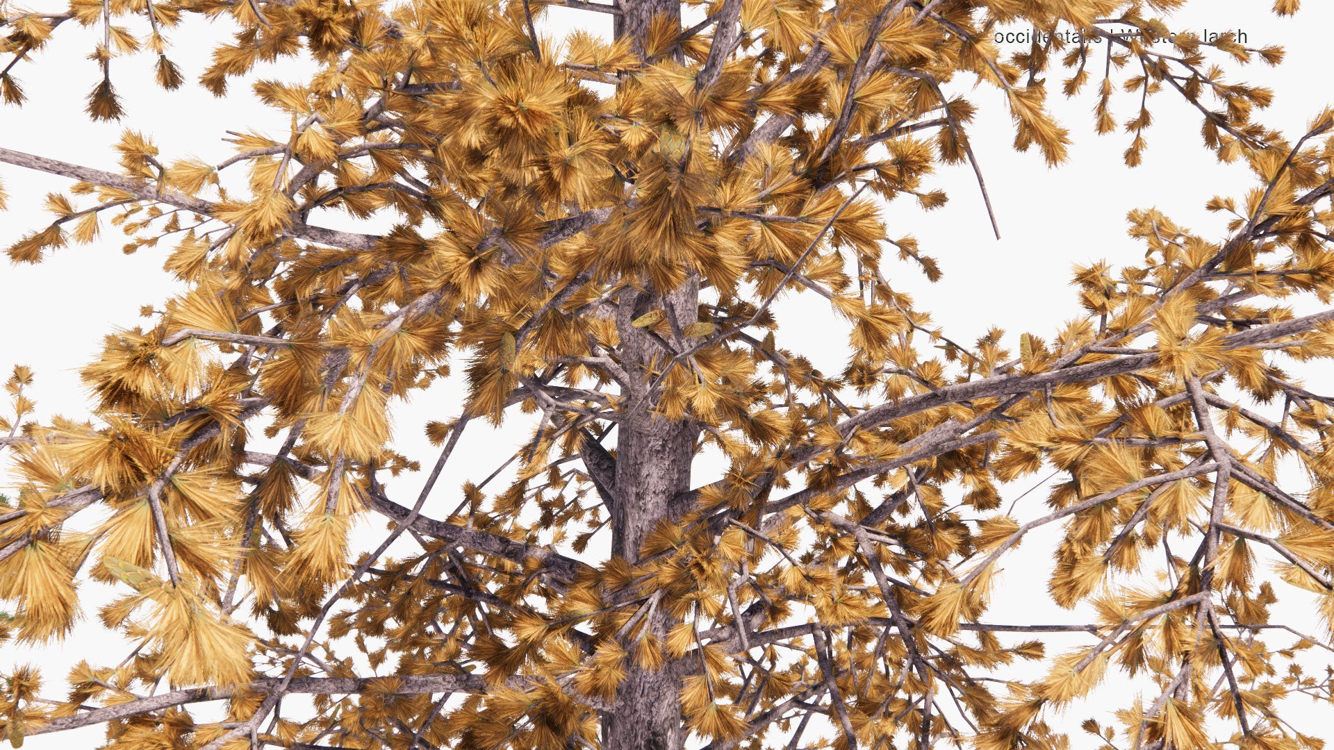 Low Poly Larix Occidentalis - Western Larch (3D Model)