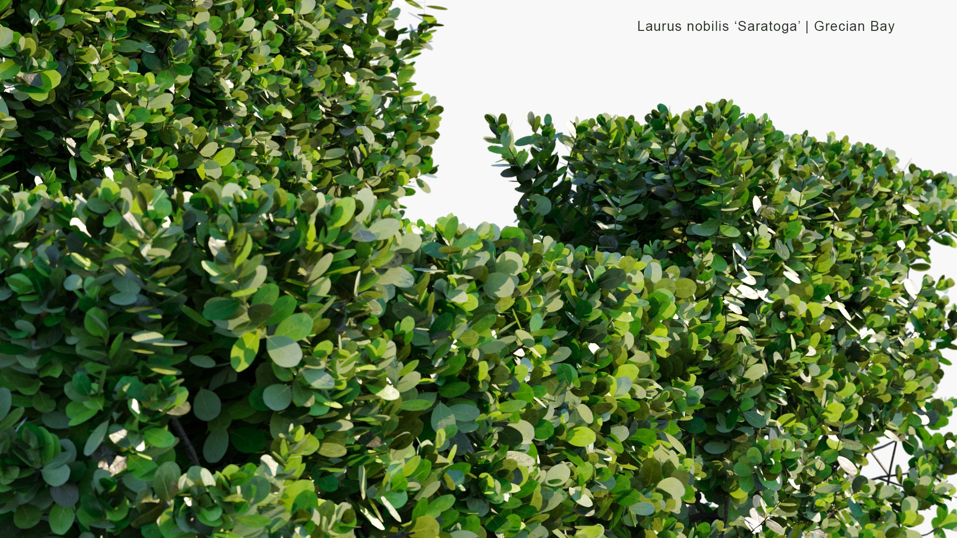 Low Poly Laurus Nobilis 'Saratoga' - Grecian Bay (3D Model)