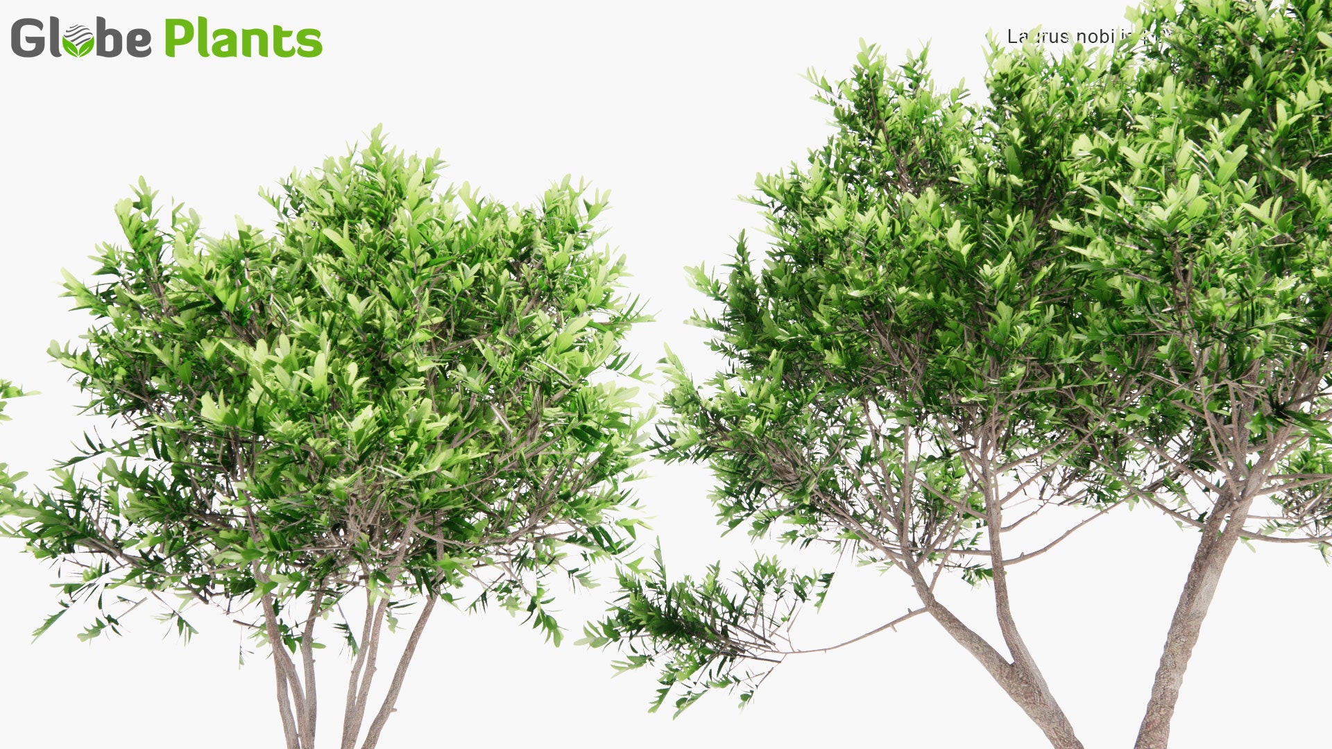 Low Poly Laurus Nobilis - Bay Laurel, Bay Tree (3D Model)