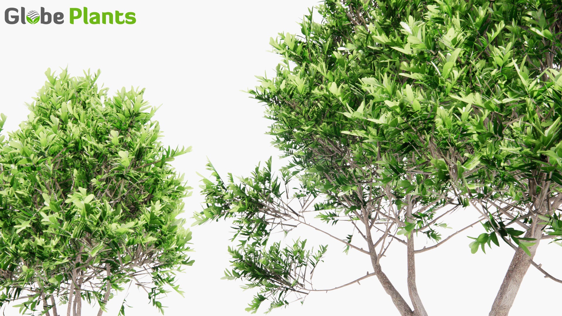 Low Poly Laurus Nobilis - Bay Laurel, Bay Tree (3D Model)