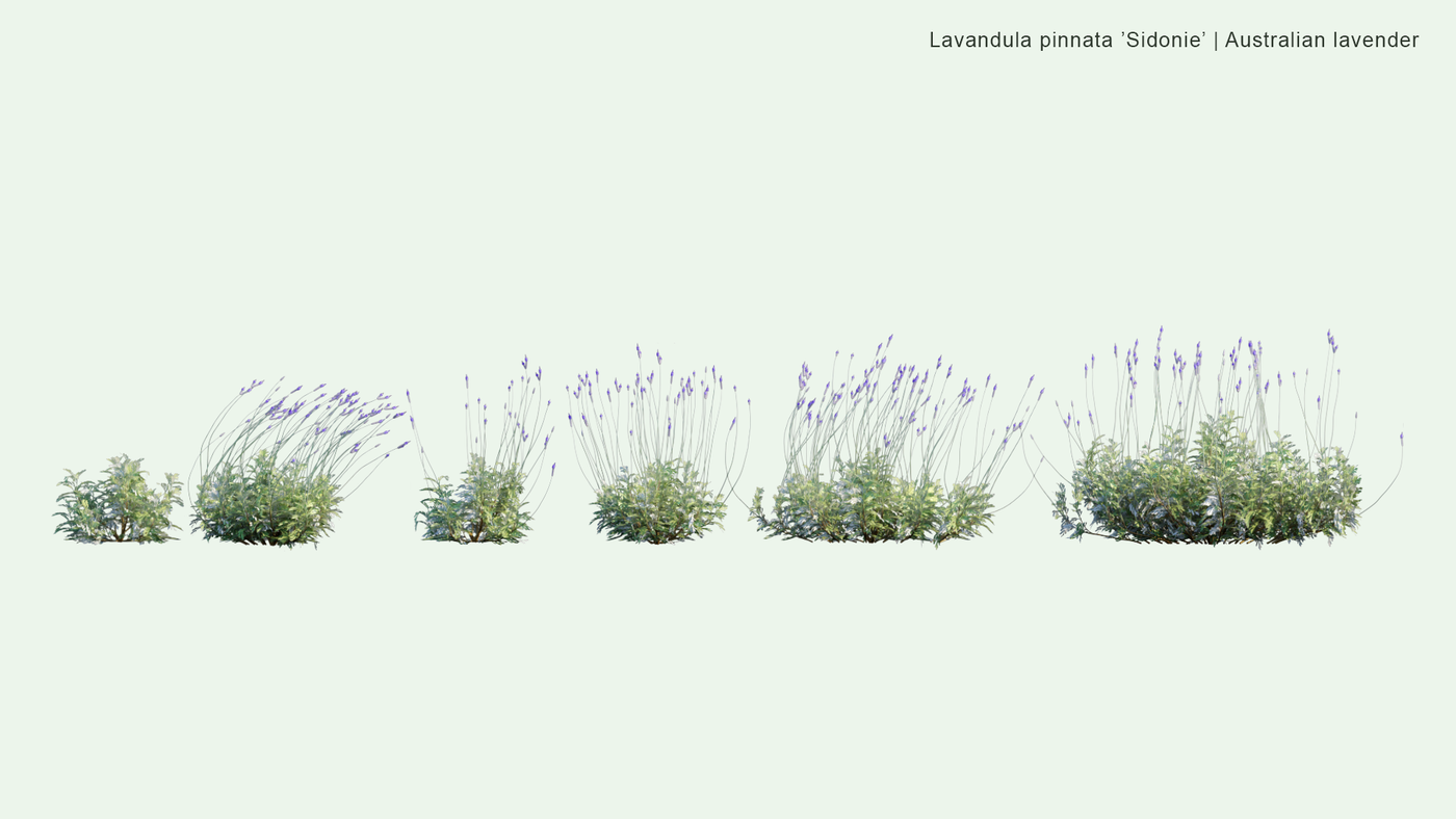 2D | Lavandula Pinnata 'Sidonie' - Australian Lavender