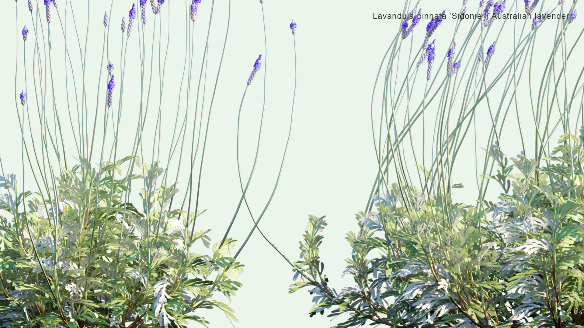2D Lavandula Pinnata 'Sidonie' - Australian Lavender