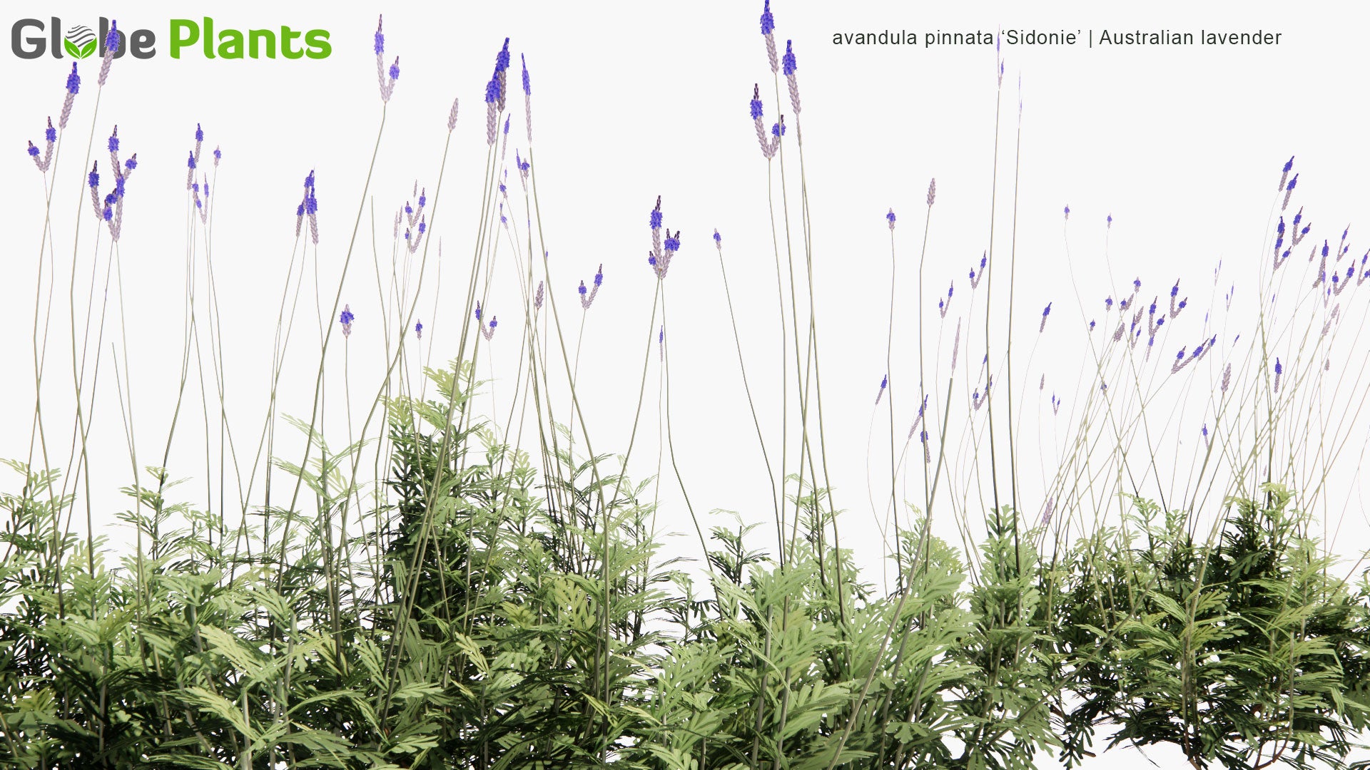 Low Poly Lavandula Pinnata 'Sidonie' - Australian Lavender (3D Model)