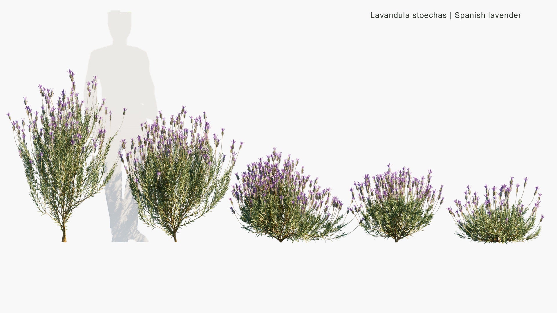 Low Poly Lavandula Stoechas - Spanish Lavender, Topped Lavender, French Lavender, Butterfly Lavender (3D Model)
