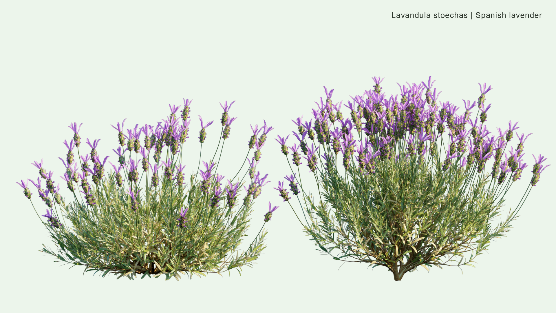 2D Lavandula Stoechas - Spanish Lavender, Topped Lavender, French Lavender, Butterfly Lavender