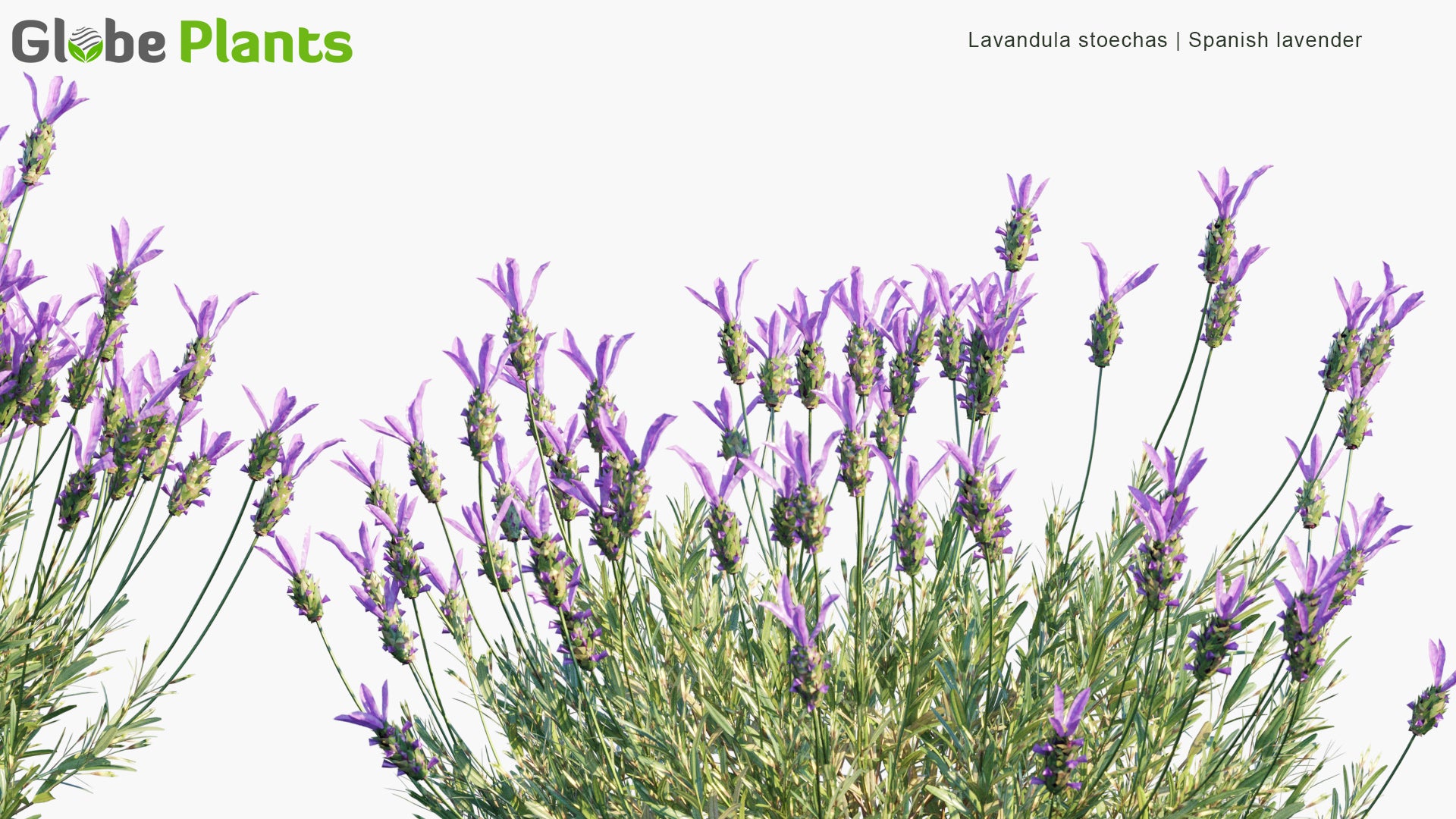 Low Poly Lavandula Stoechas - Spanish Lavender, Topped Lavender, French Lavender, Butterfly Lavender (3D Model)
