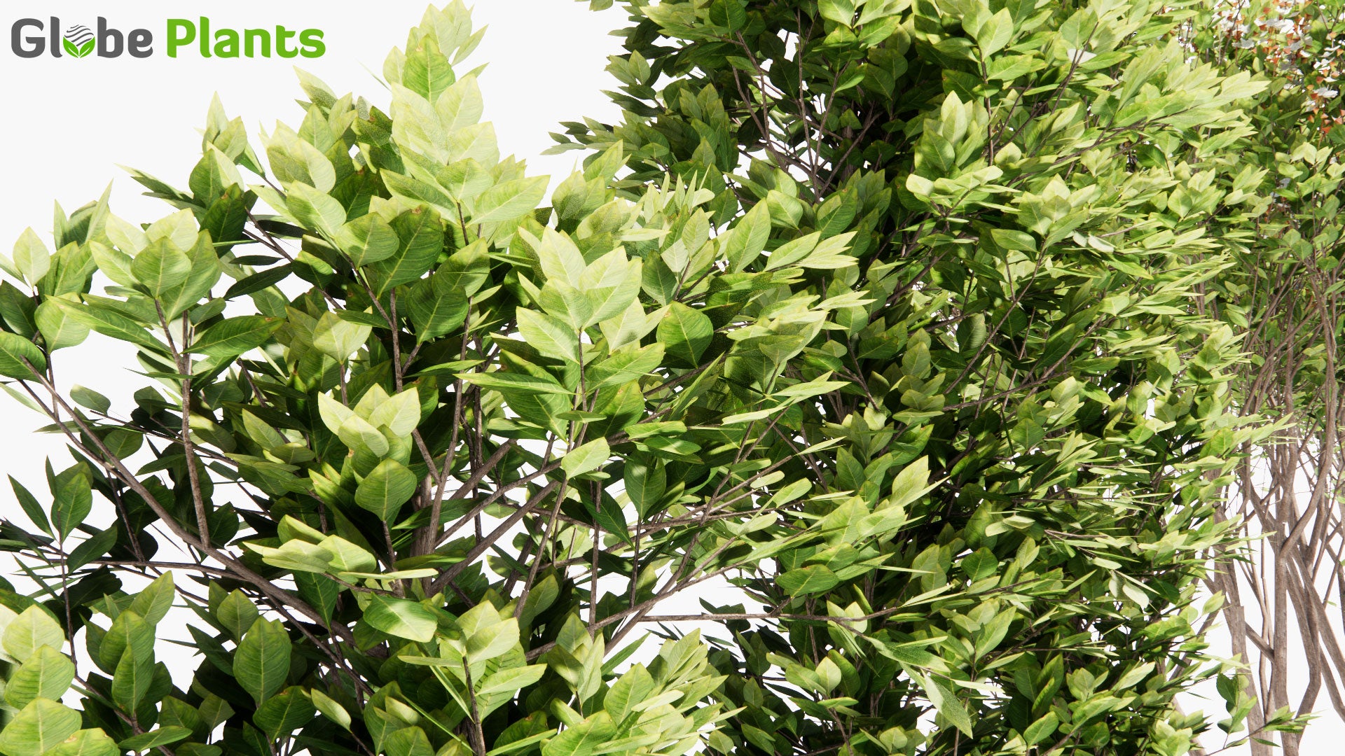 Low Poly Lawsonia Inermis - Mehendi, Hina, Henna Tree, Mignonette Tree, Egyptian Privet (3D Model)