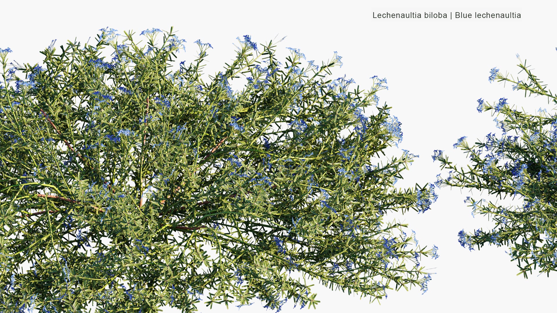 Low Poly Lechenaultia Biloba - Blue Leschenaultia (3D Model)