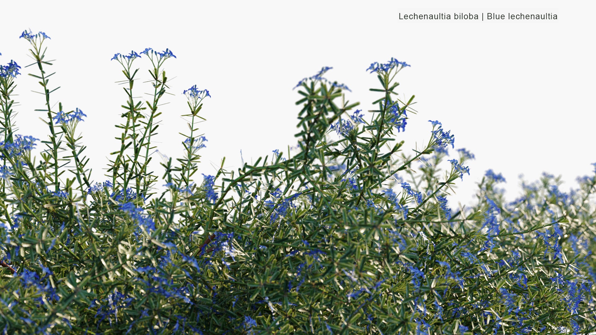 Low Poly Lechenaultia Biloba - Blue Leschenaultia (3D Model)