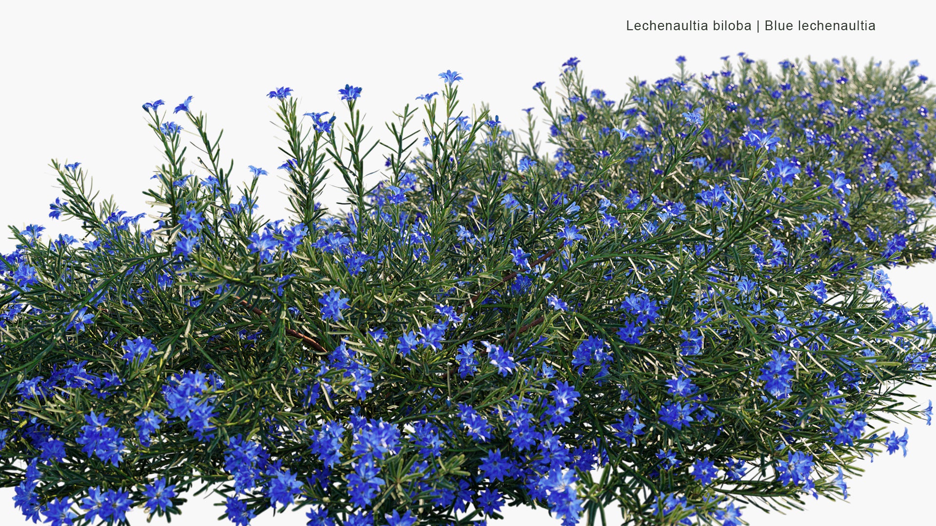 Lechenaultia Biloba - Blue Leschenaultia (3D Model)