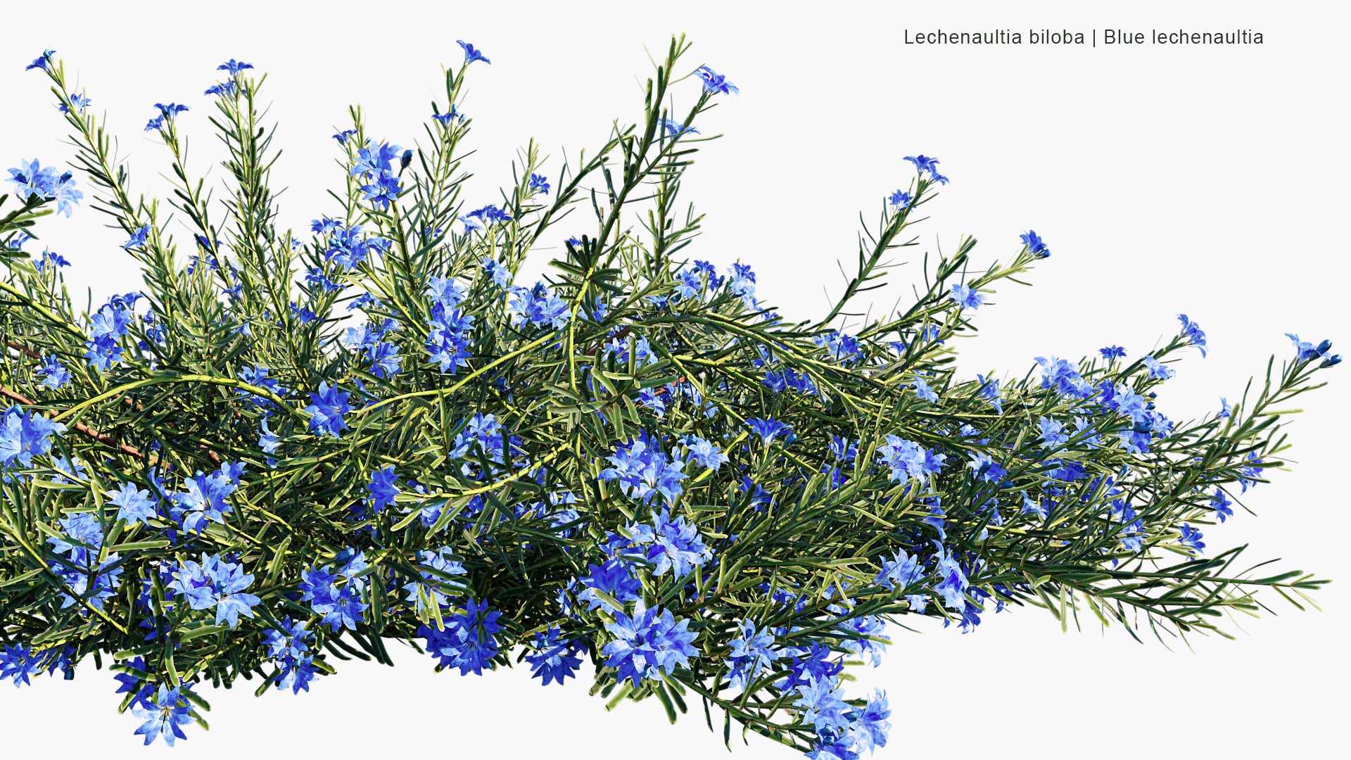 Lechenaultia Biloba - Blue Leschenaultia (3D Model)