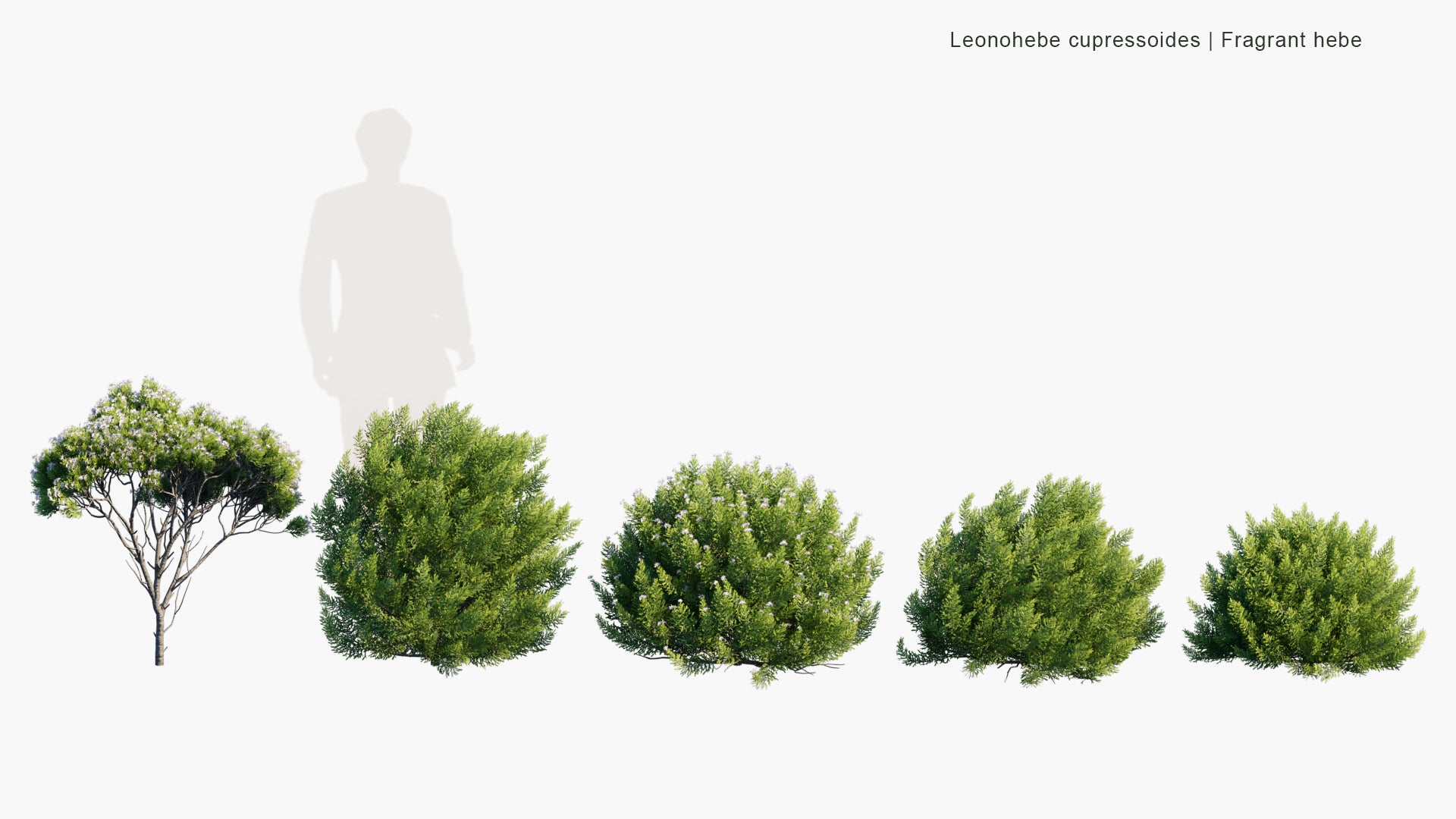 Leonohebe Cupressoides - Fragrant Hebe (3D Model)
