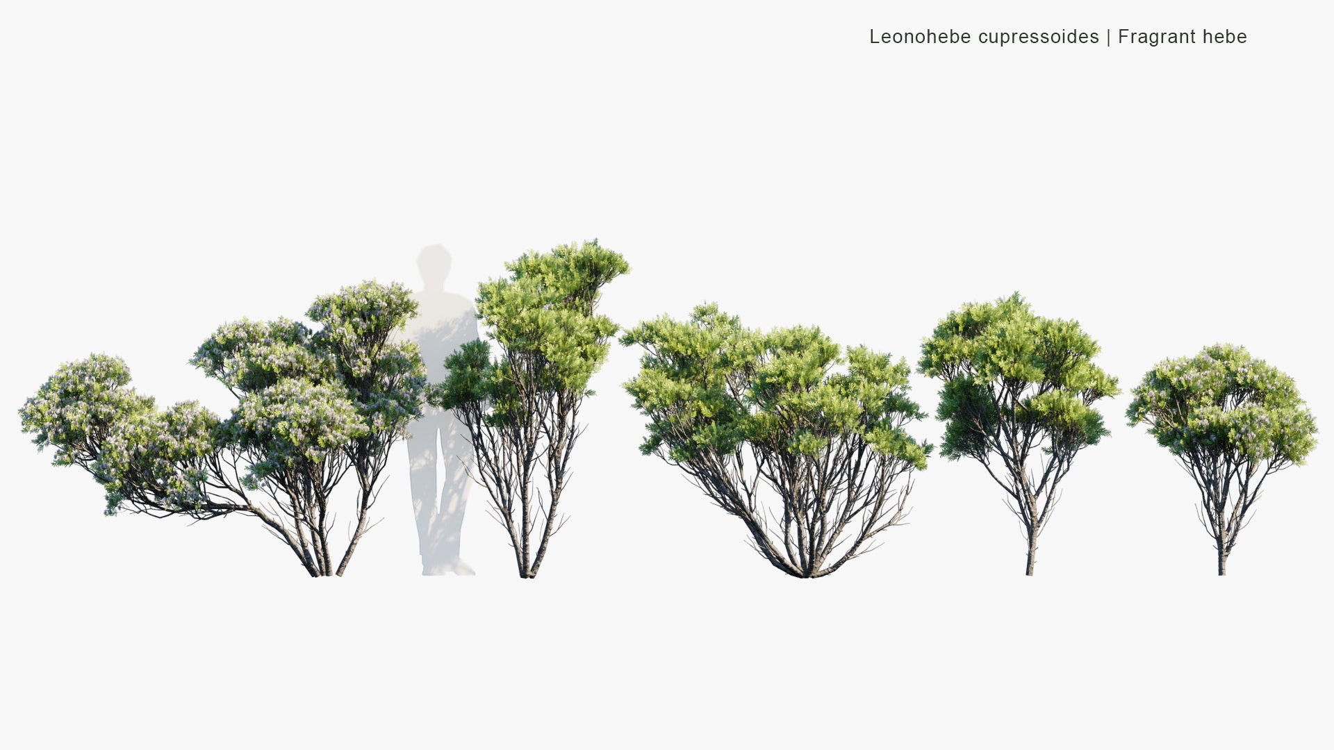 Low Poly Leonohebe Cupressoides - Fragrant Hebe (3D Model)