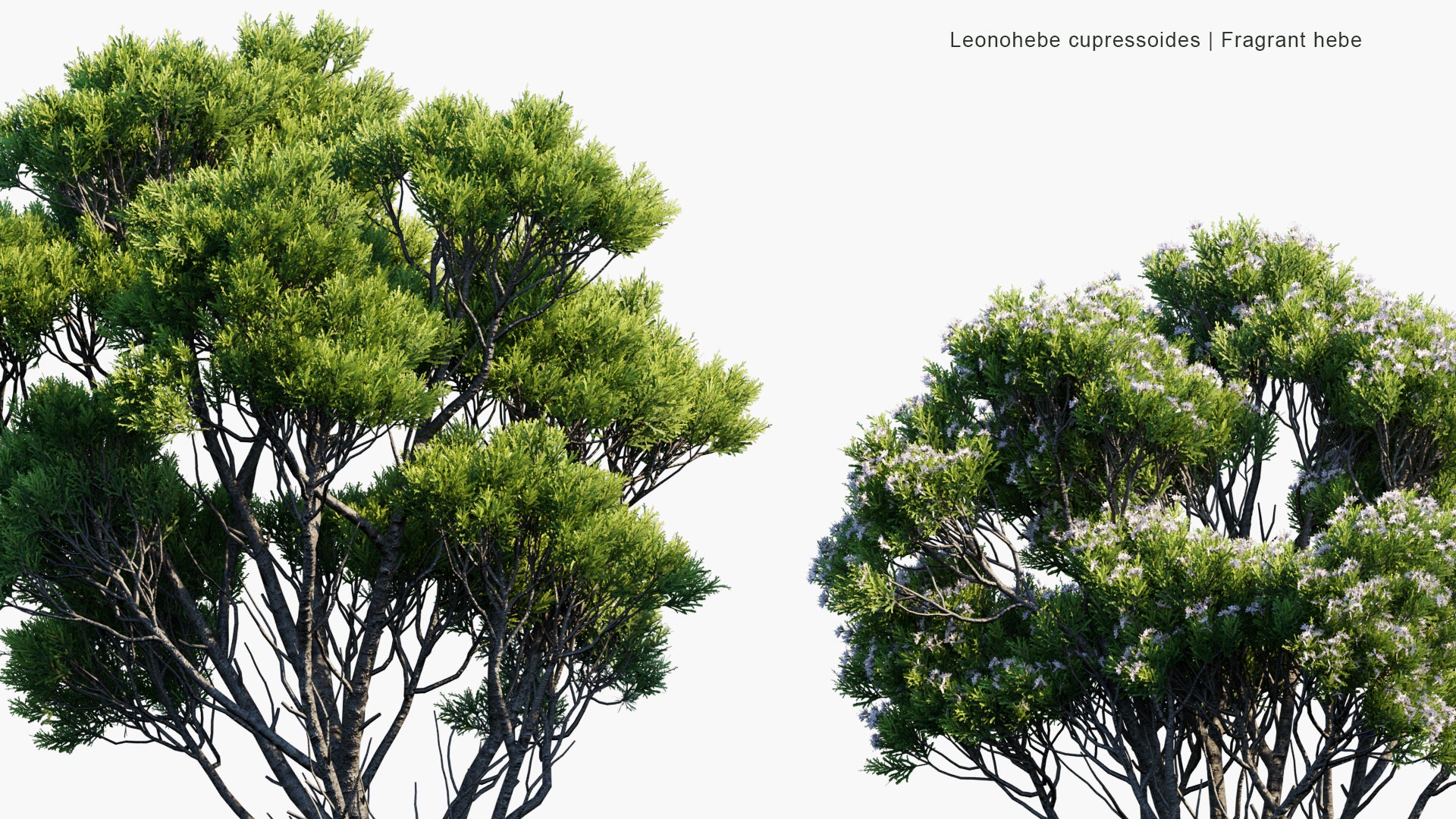 Leonohebe Cupressoides - Fragrant Hebe (3D Model)