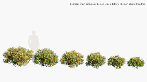 Leptospermum Petersonii 'Lemon Lime n Bitters'