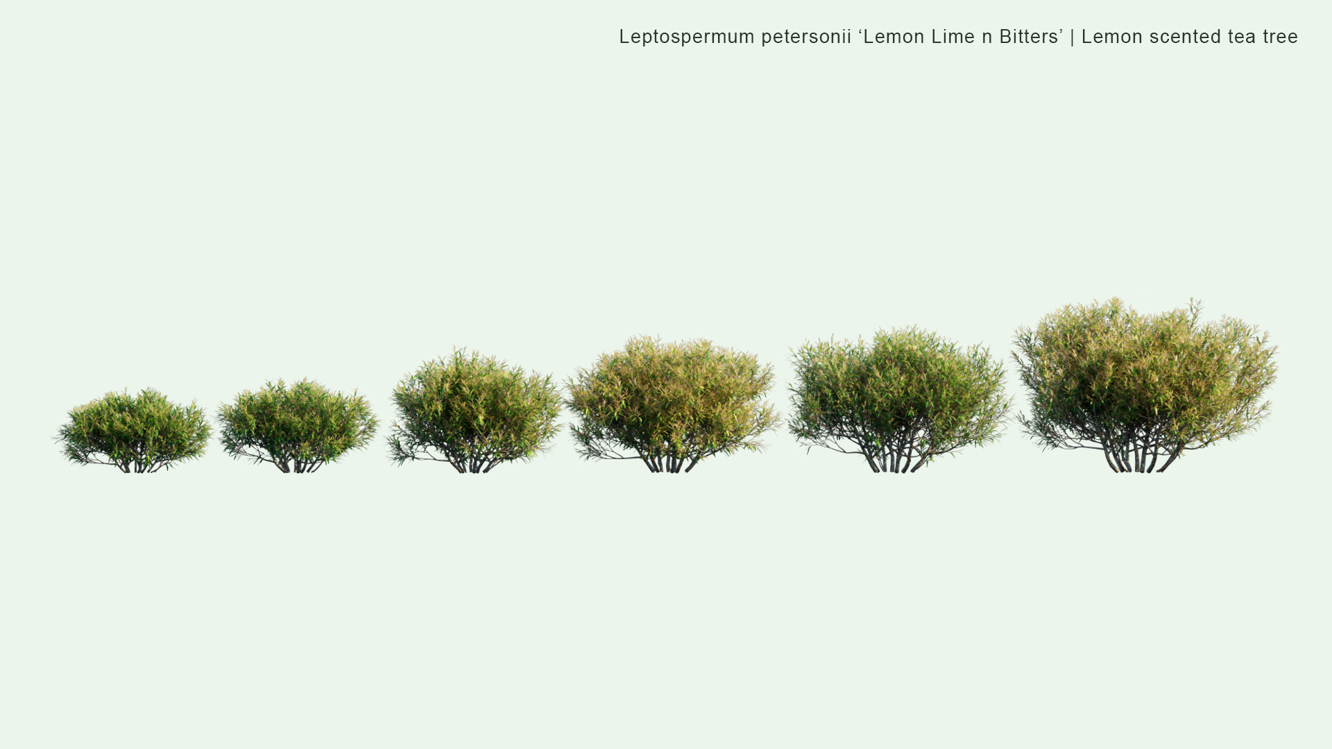 2D Leptospermum Petersonii 'Lemon Lime n Bitters' - Lemon Scented Tea Tree