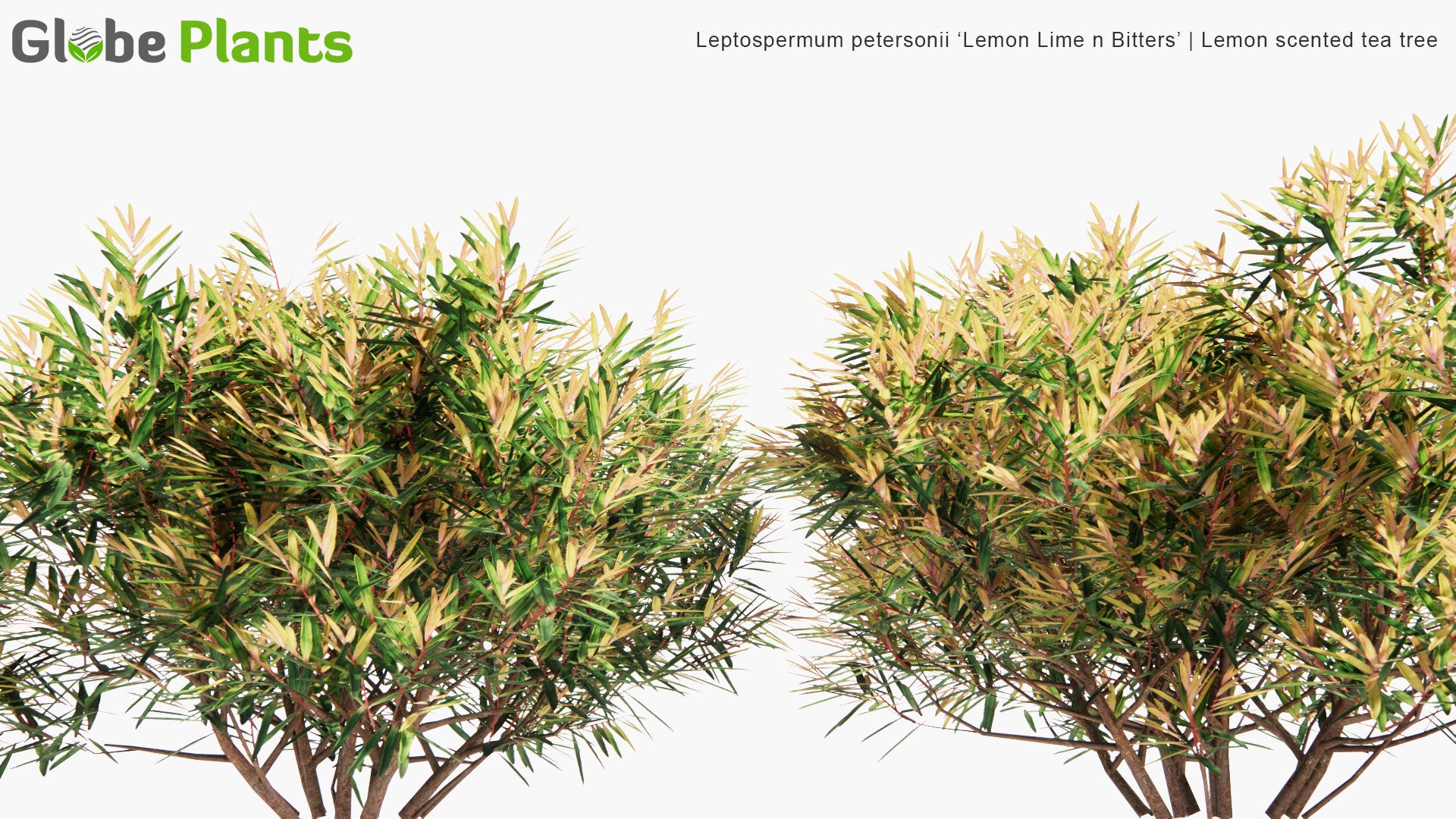 Low Poly Leptospermum Petersonii 'Lemon Lime n Bitters' - Lemon Scented Tea Tree (3D Model)