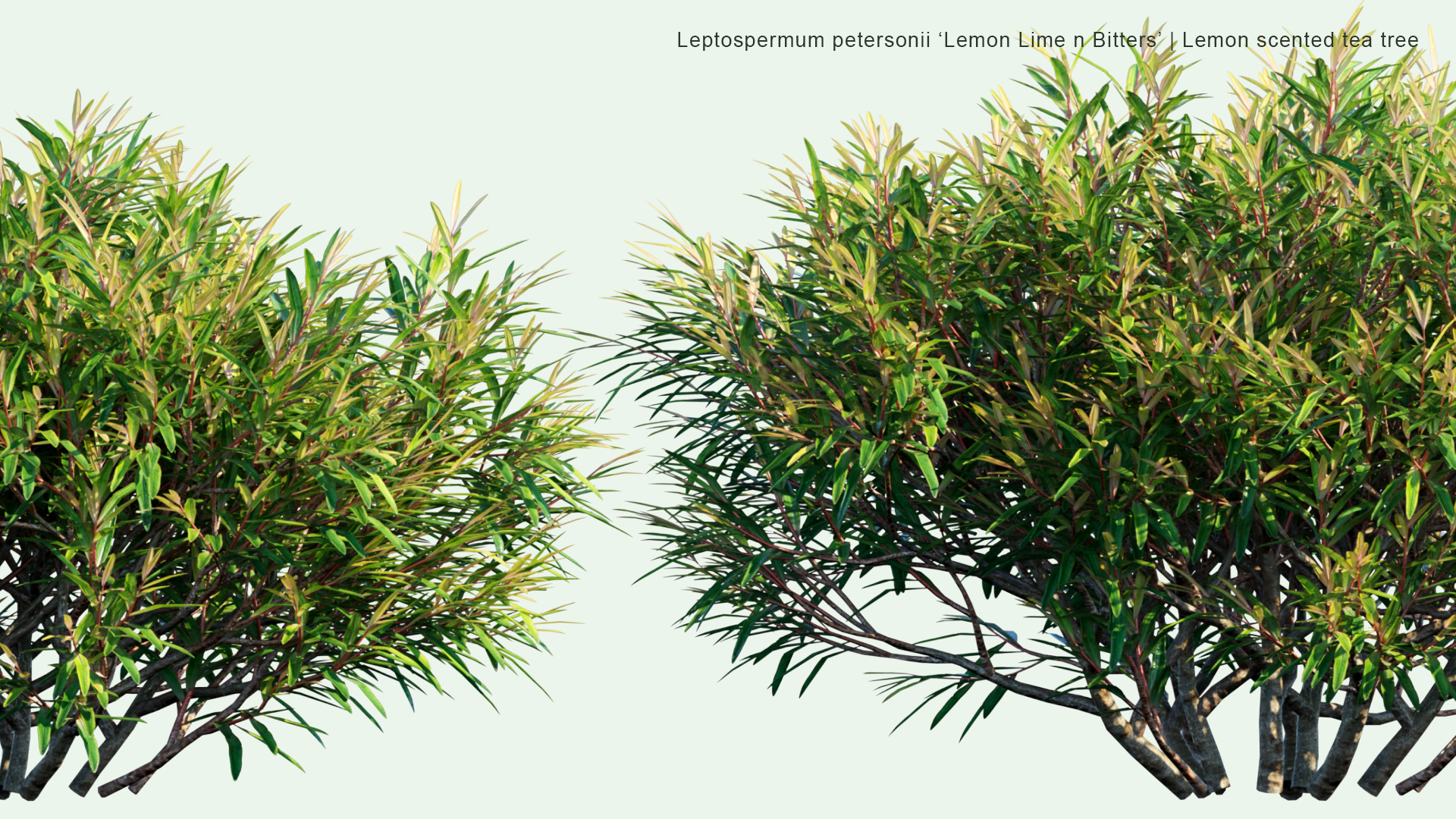 2D Leptospermum Petersonii 'Lemon Lime n Bitters' - Lemon Scented Tea Tree