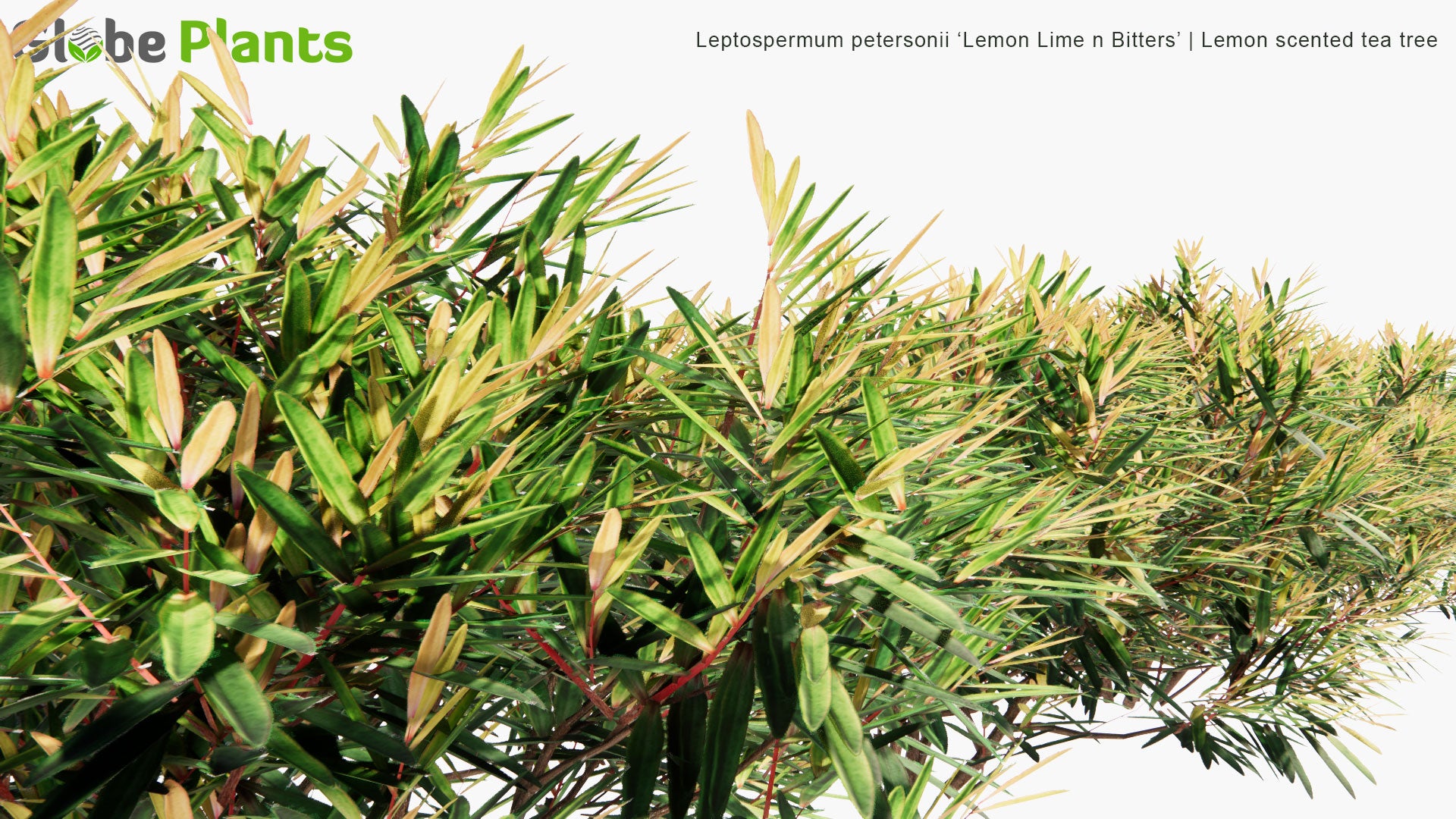 Low Poly Leptospermum Petersonii 'Lemon Lime n Bitters' - Lemon Scented Tea Tree (3D Model)