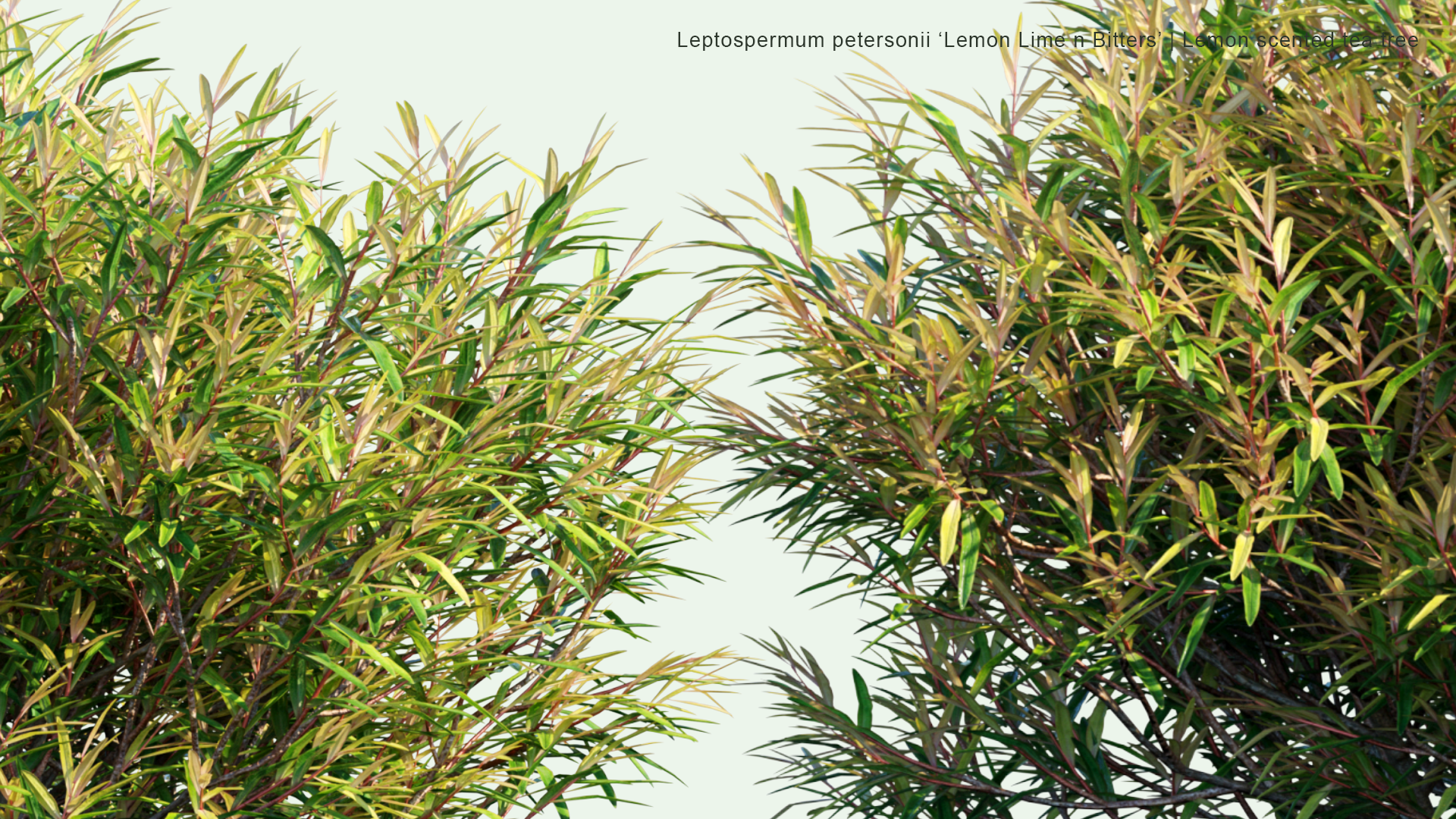 2D Leptospermum Petersonii 'Lemon Lime n Bitters' - Lemon Scented Tea Tree