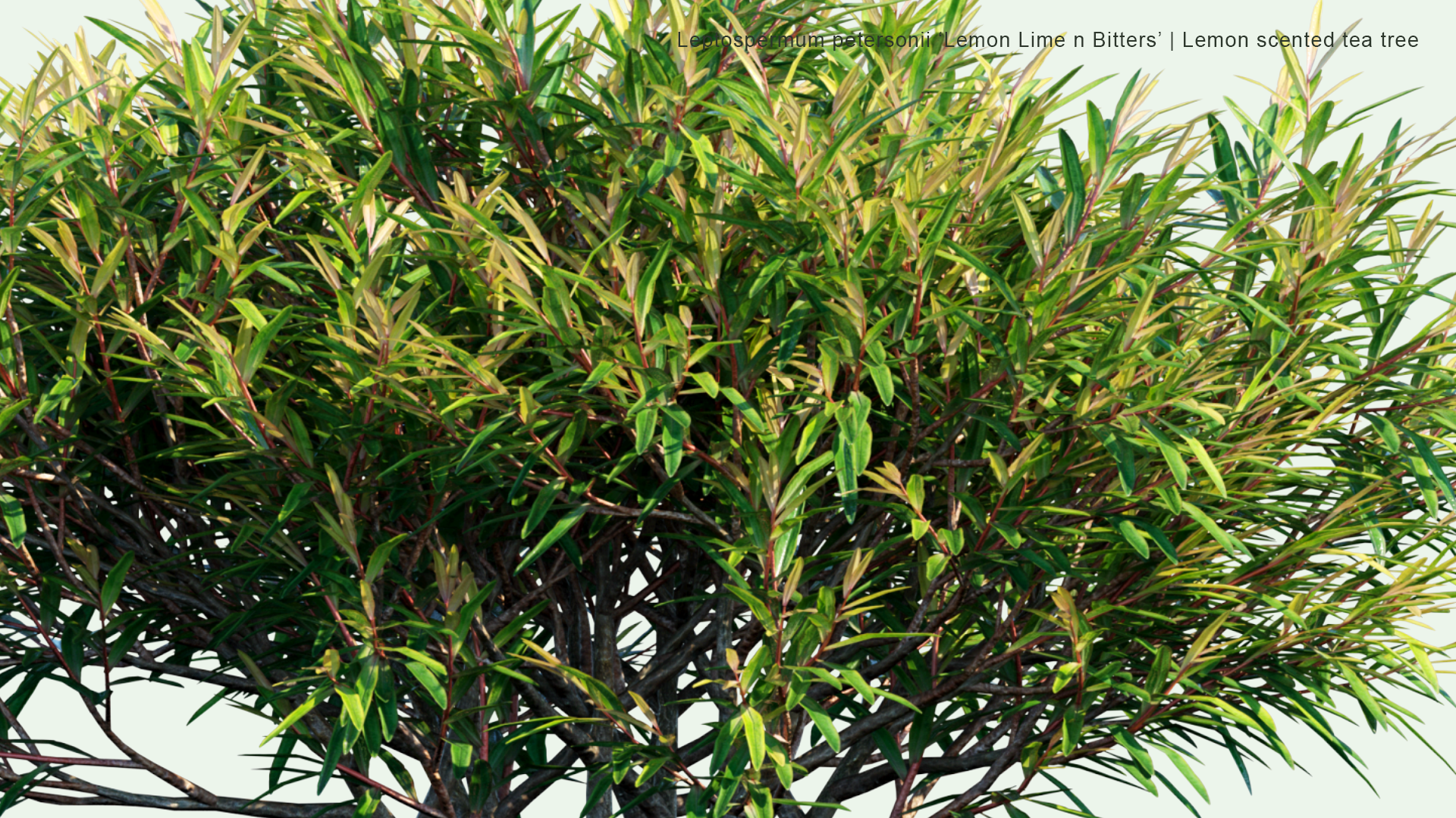 2D Leptospermum Petersonii 'Lemon Lime n Bitters' - Lemon Scented Tea Tree