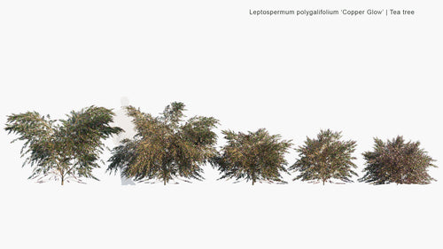 Leptospermum Polygalifolium 'Copper Glow' 