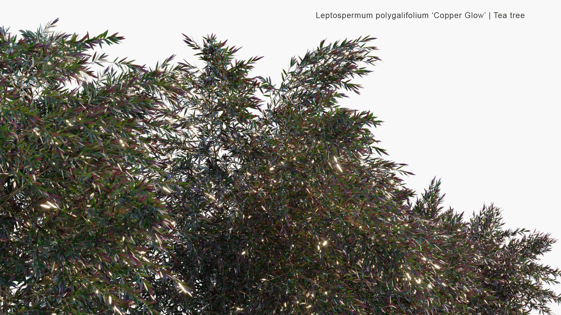 Low Poly Leptospermum Polygalifolium 'Copper Glow' - Tea Tree (3D Model)