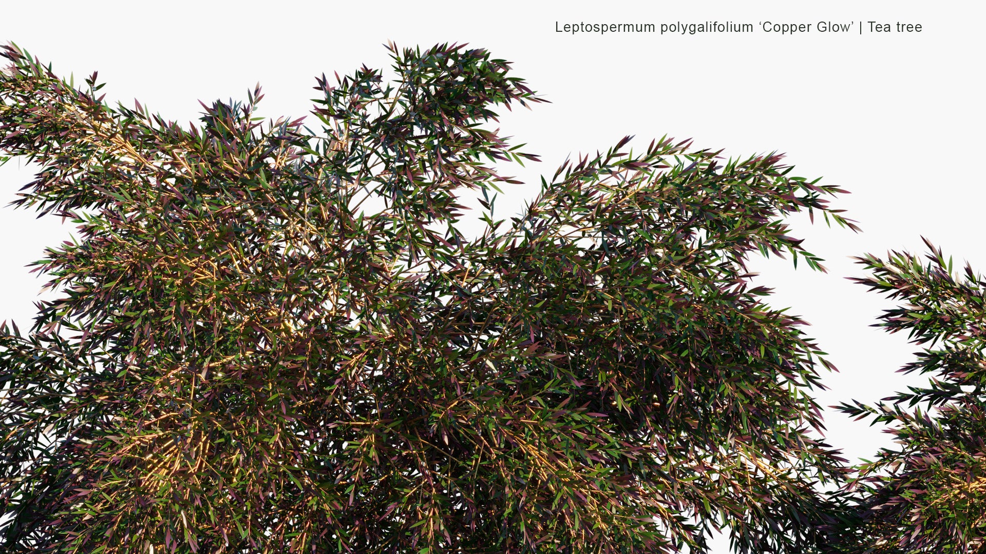 Low Poly Leptospermum Polygalifolium 'Copper Glow' - Tea Tree (3D Model)