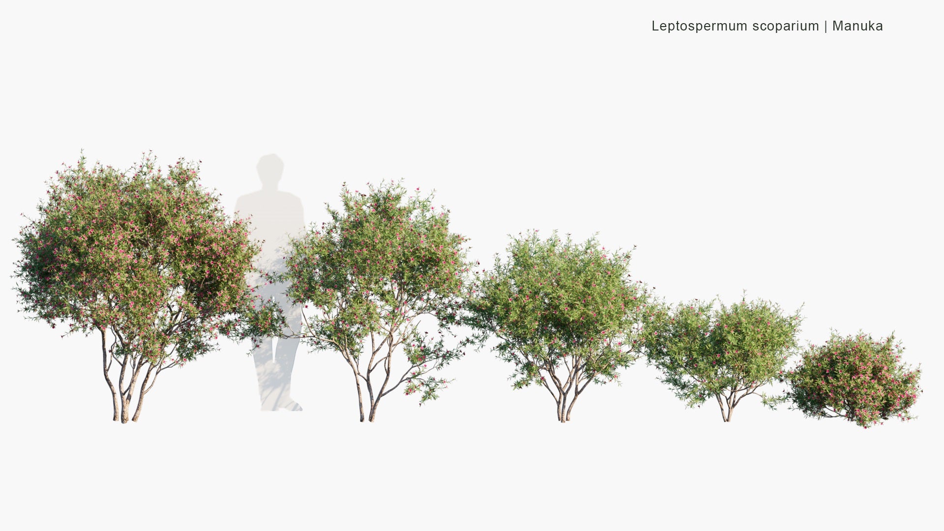 Low Poly Leptospermum Scoparium - Manuka, Manuka Myrtle, New Zealand Teatree, Broom Tea-Tree, Tea Tree (3D Model)