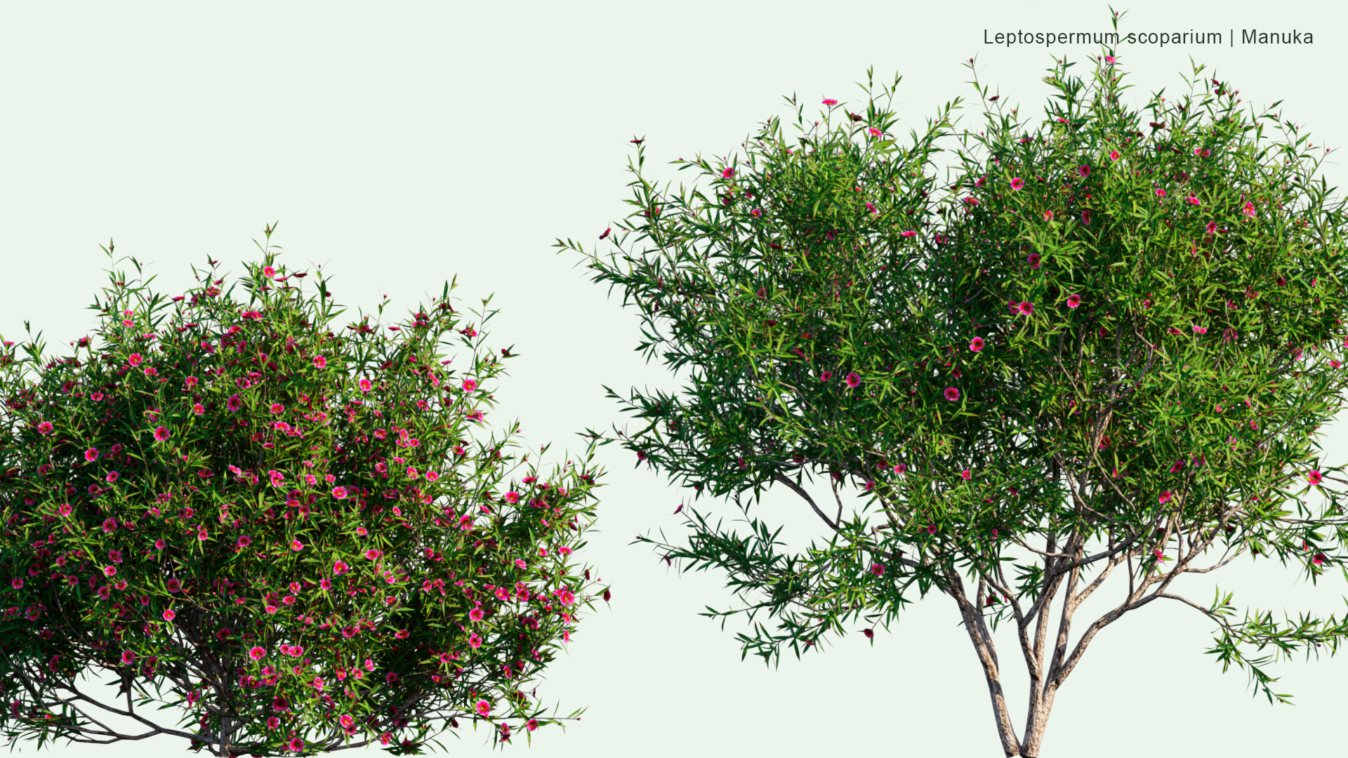 2D Leptospermum Scoparium - Manuka, Manuka Myrtle, New Zealand Tea-tree, Broom Tea-tree, Tea Tree