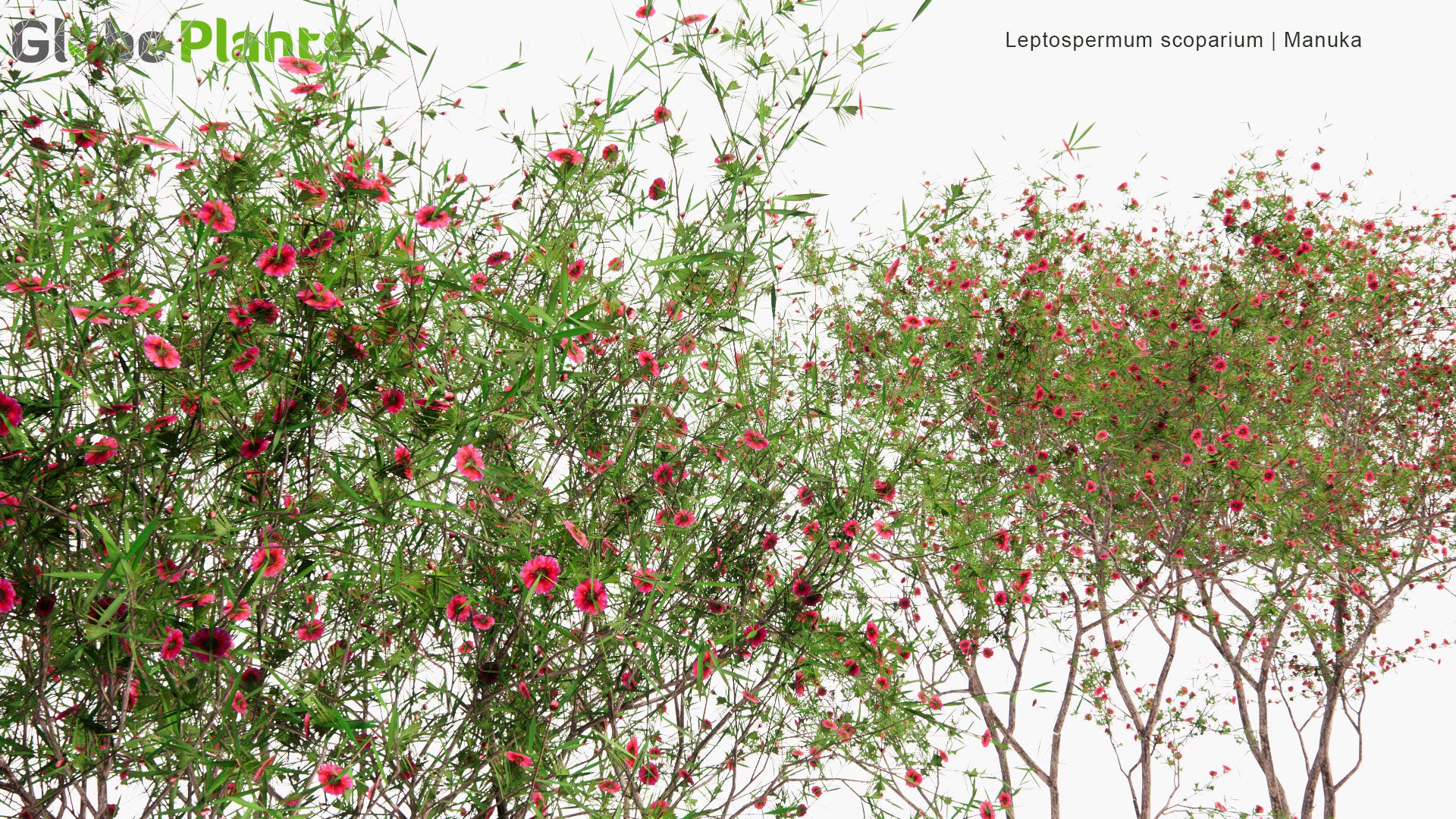Low Poly Leptospermum Scoparium - Manuka, Manuka Myrtle, New Zealand Teatree, Broom Tea-Tree, Tea Tree (3D Model)
