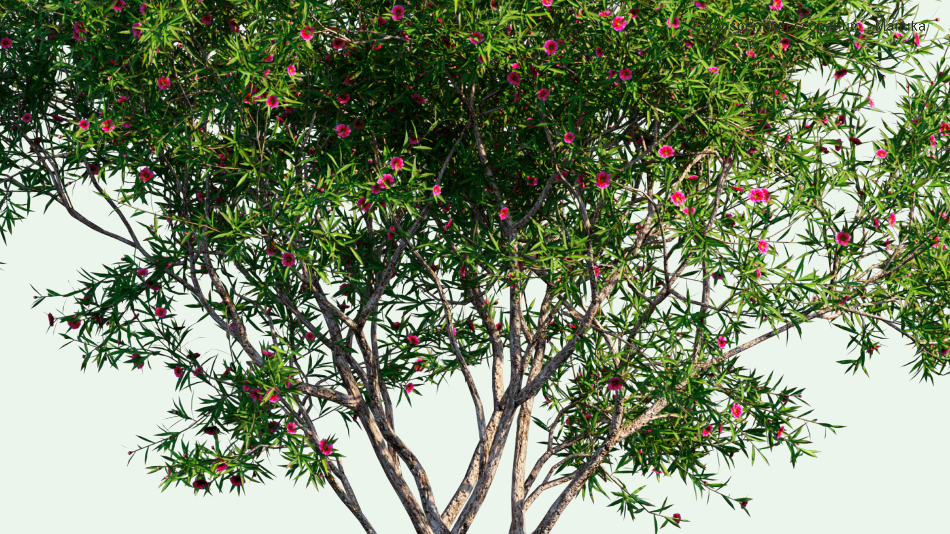 2D Leptospermum Scoparium - Manuka, Manuka Myrtle, New Zealand Tea-tree, Broom Tea-tree, Tea Tree