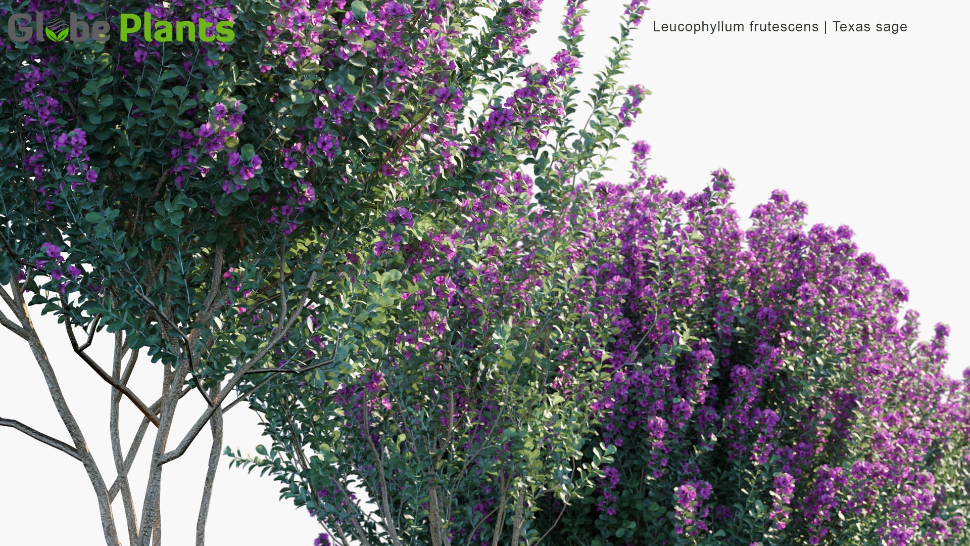 Low Poly Leucophyllum Frutescens - Texas Ranger, Wild Lilac, Purple Sage, Senisa, Cenicilla, Palo Cenizo, Hierba Del Cenizo (3D Model)