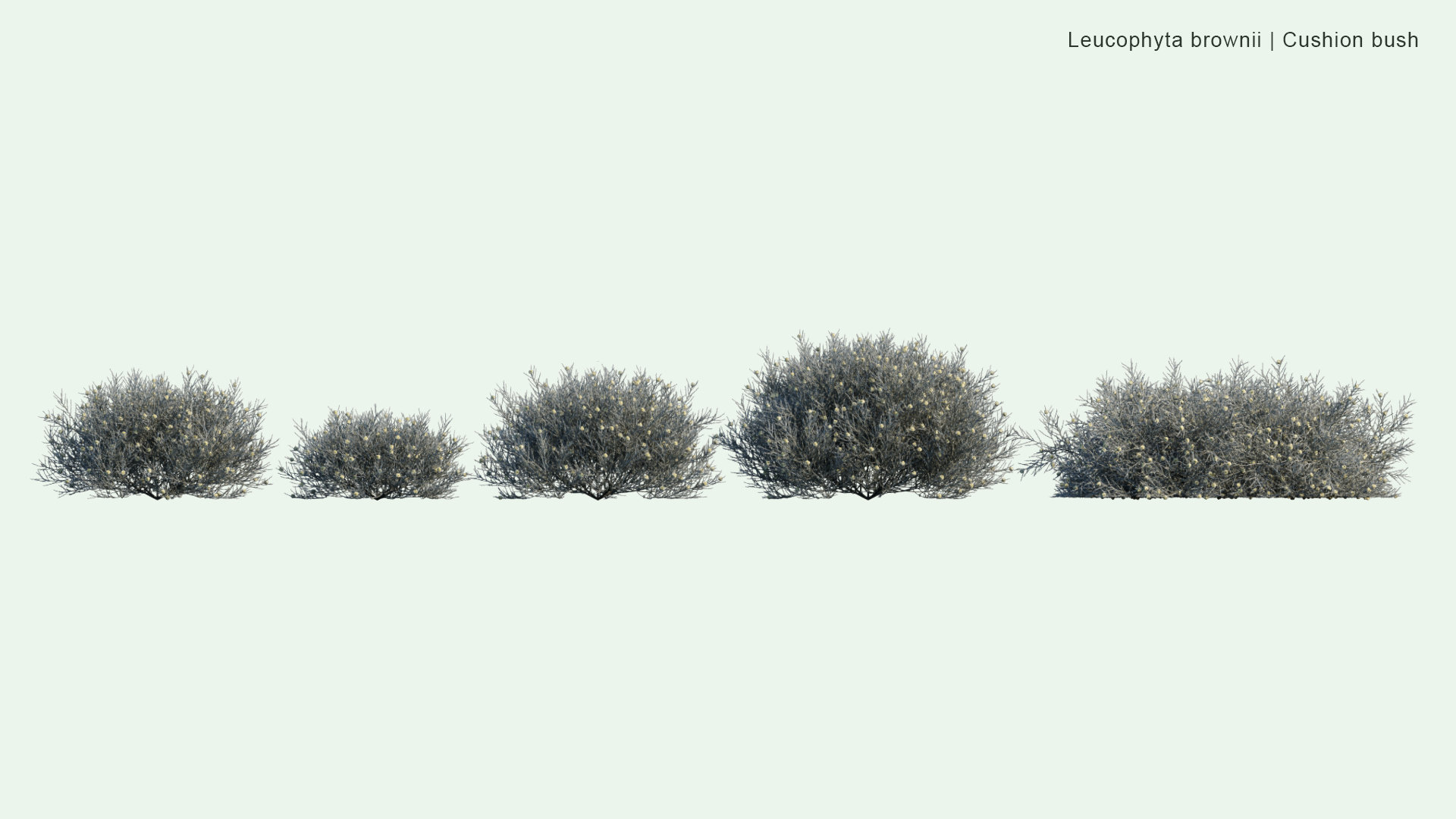 2D Leucophyta Brownii - Cushion Bush