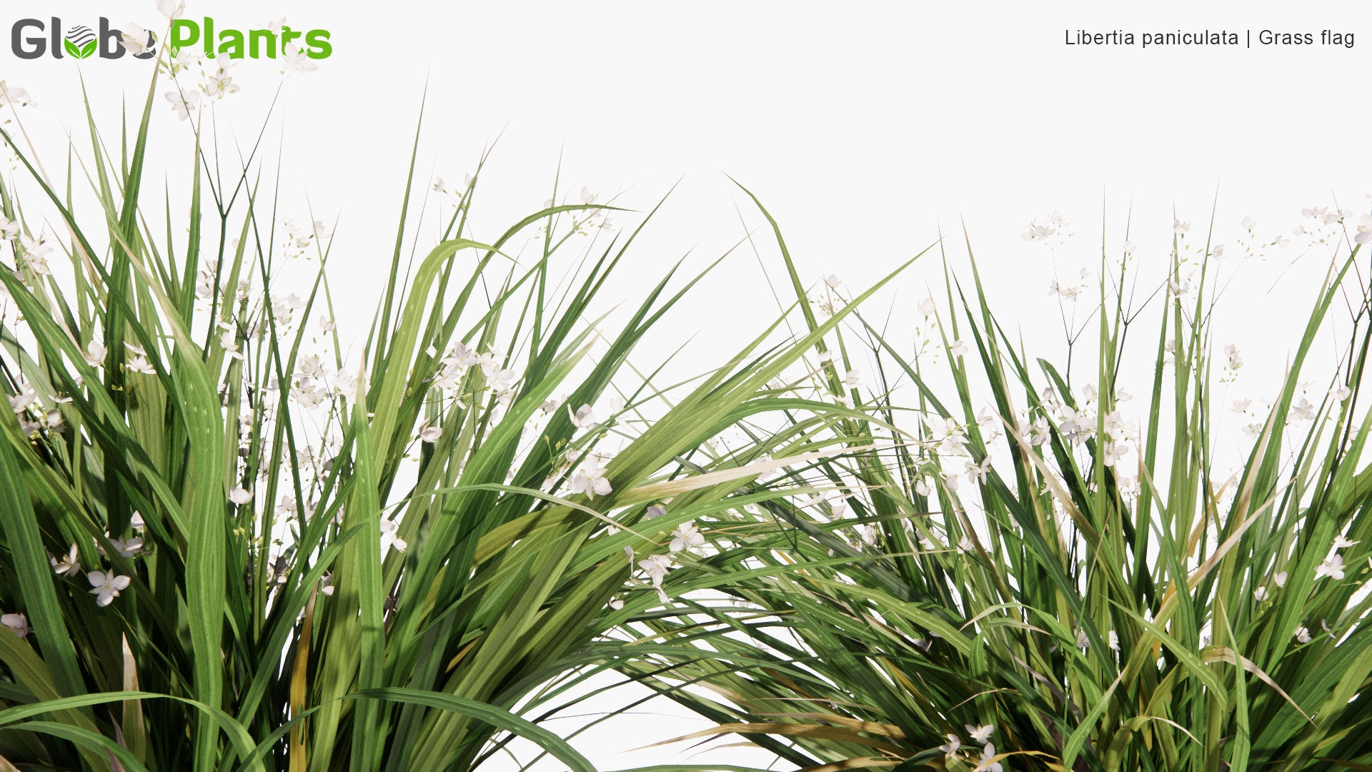 Low Poly Libertia Paniculata - Grass Flag (3D Model)