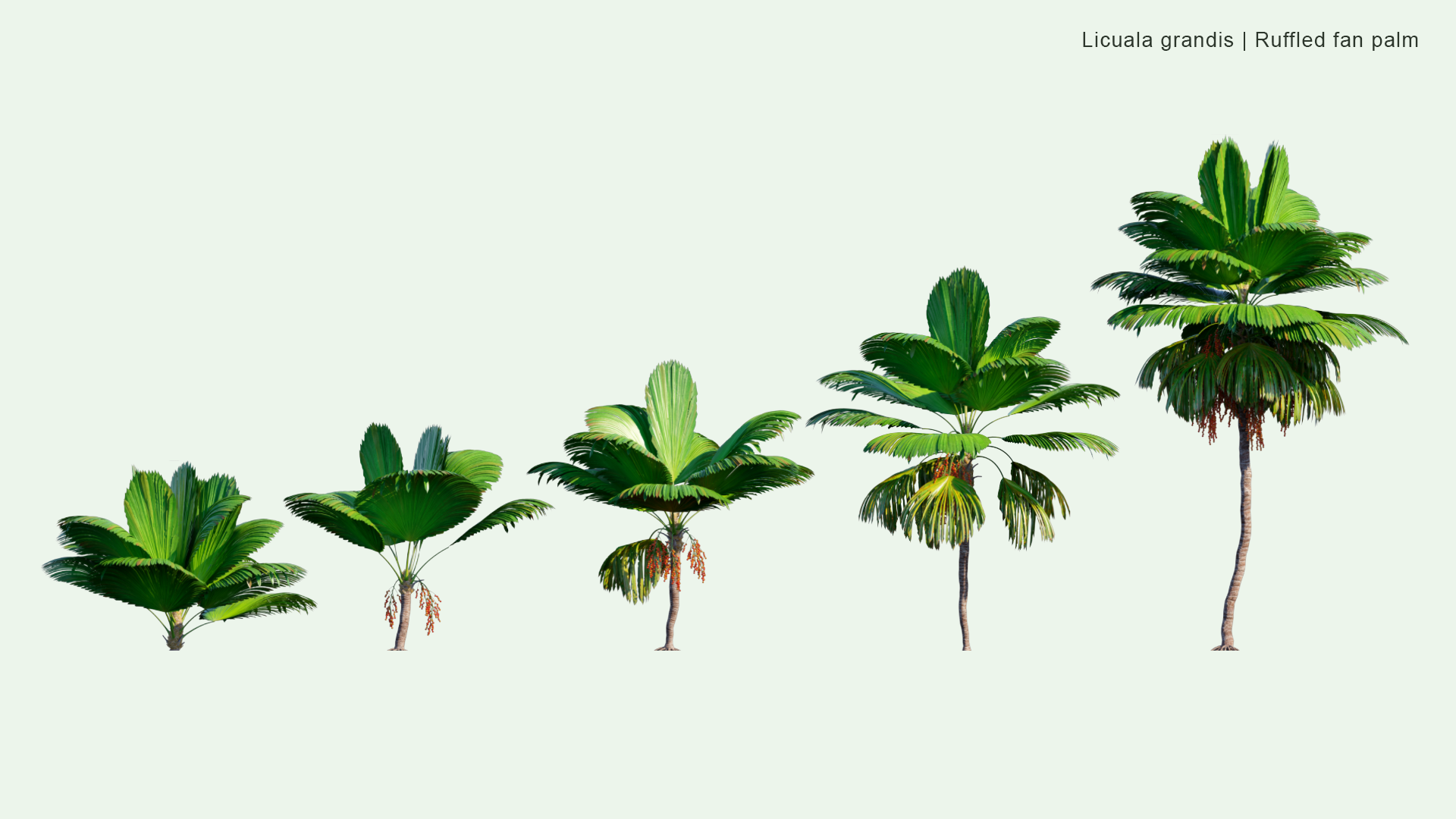 2D Licuala Grandis - Ruffled Fan Palm, Vanuatu Fan Palm, Palas Palm