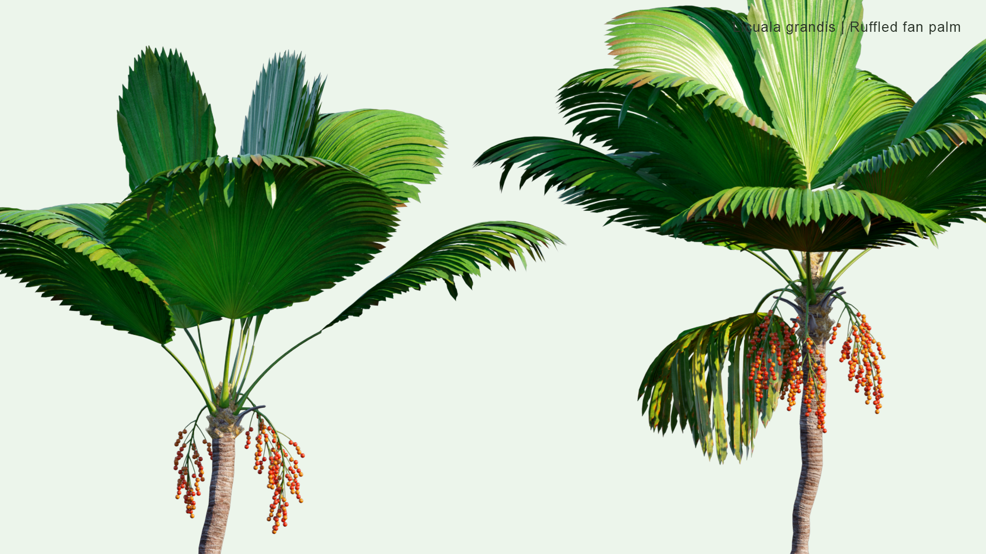 2D Licuala Grandis - Ruffled Fan Palm, Vanuatu Fan Palm, Palas Palm