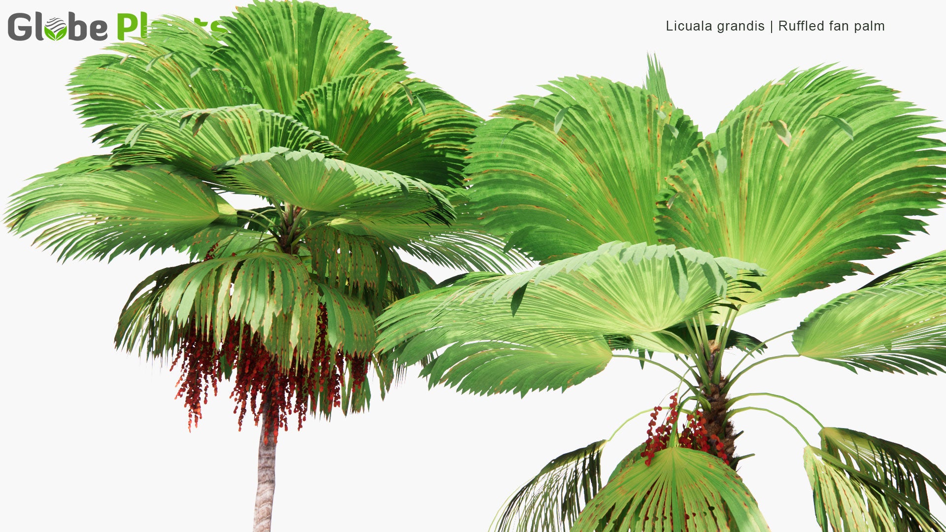 Low Poly Licuala Grandis - Ruffled Fan Palm, Vanuatu Fan Palm, Palas Palm (3D Model)
