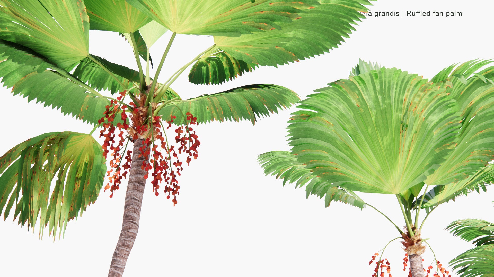 Low Poly Licuala Grandis - Ruffled Fan Palm, Vanuatu Fan Palm, Palas Palm (3D Model)