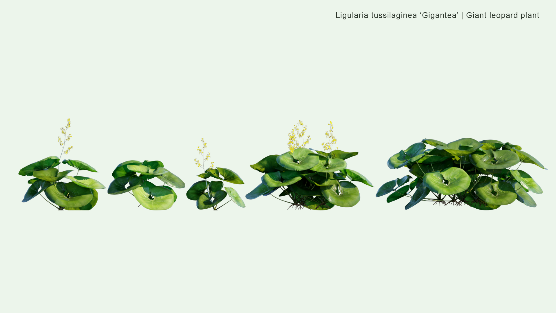 2D Ligularia Tussilaginea 'Gigantea' - Giant Leopard Plant