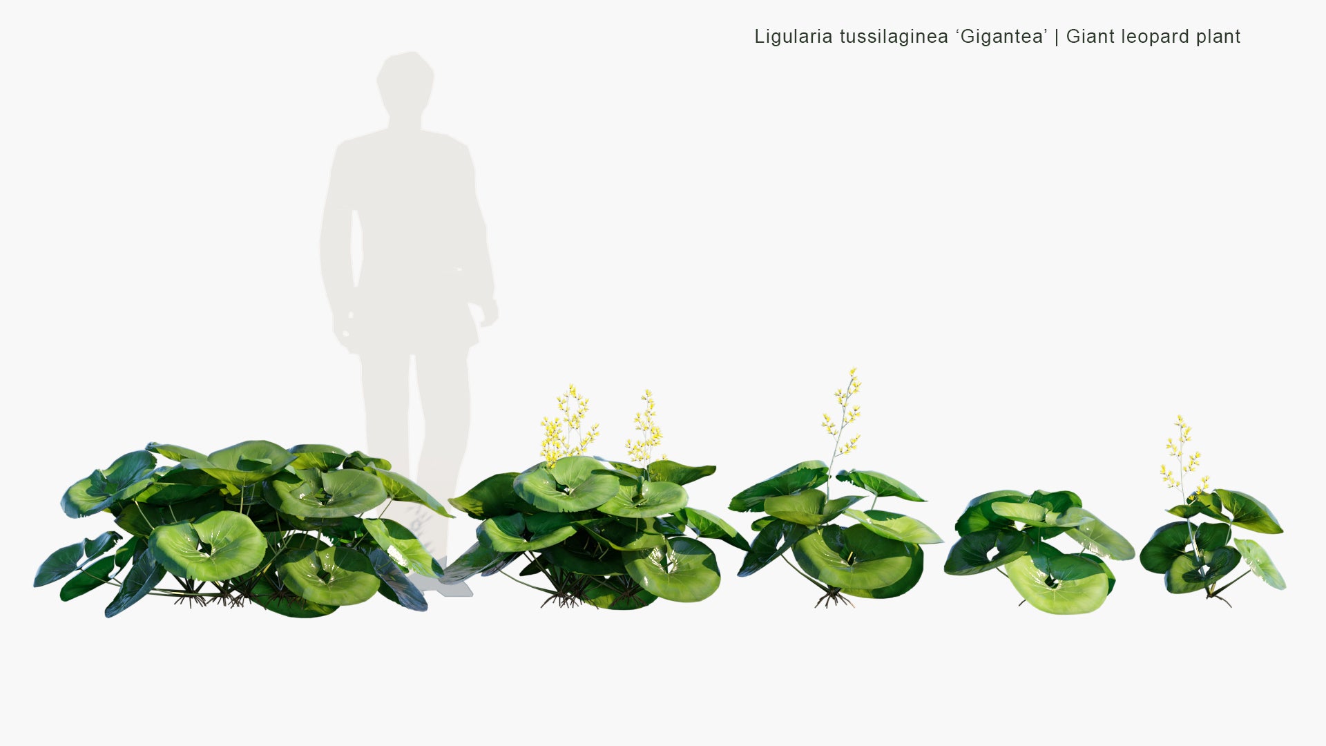 Low Poly Ligularia Tussilaginea 'Gigantea' - Giant Leopard Plant (3D Model)