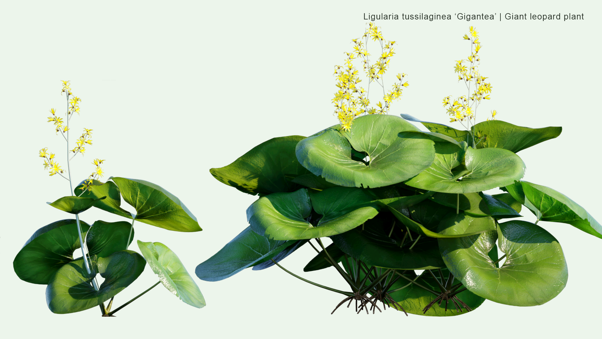 2D Ligularia Tussilaginea 'Gigantea' - Giant Leopard Plant