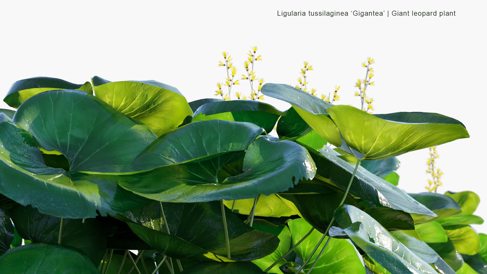 Low Poly Ligularia Tussilaginea 'Gigantea' - Giant Leopard Plant (3D Model)