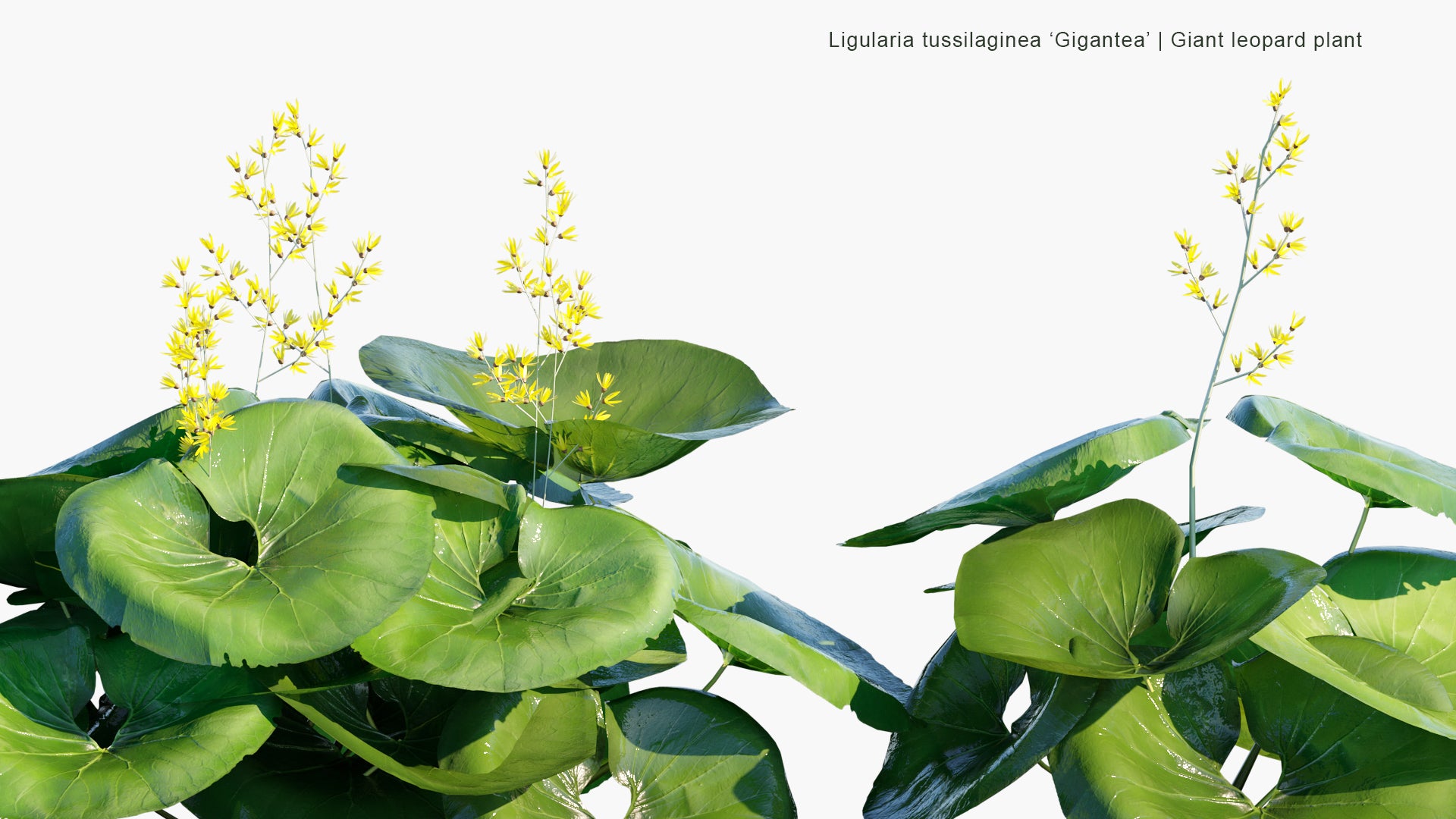 Low Poly Ligularia Tussilaginea 'Gigantea' - Giant Leopard Plant (3D Model)