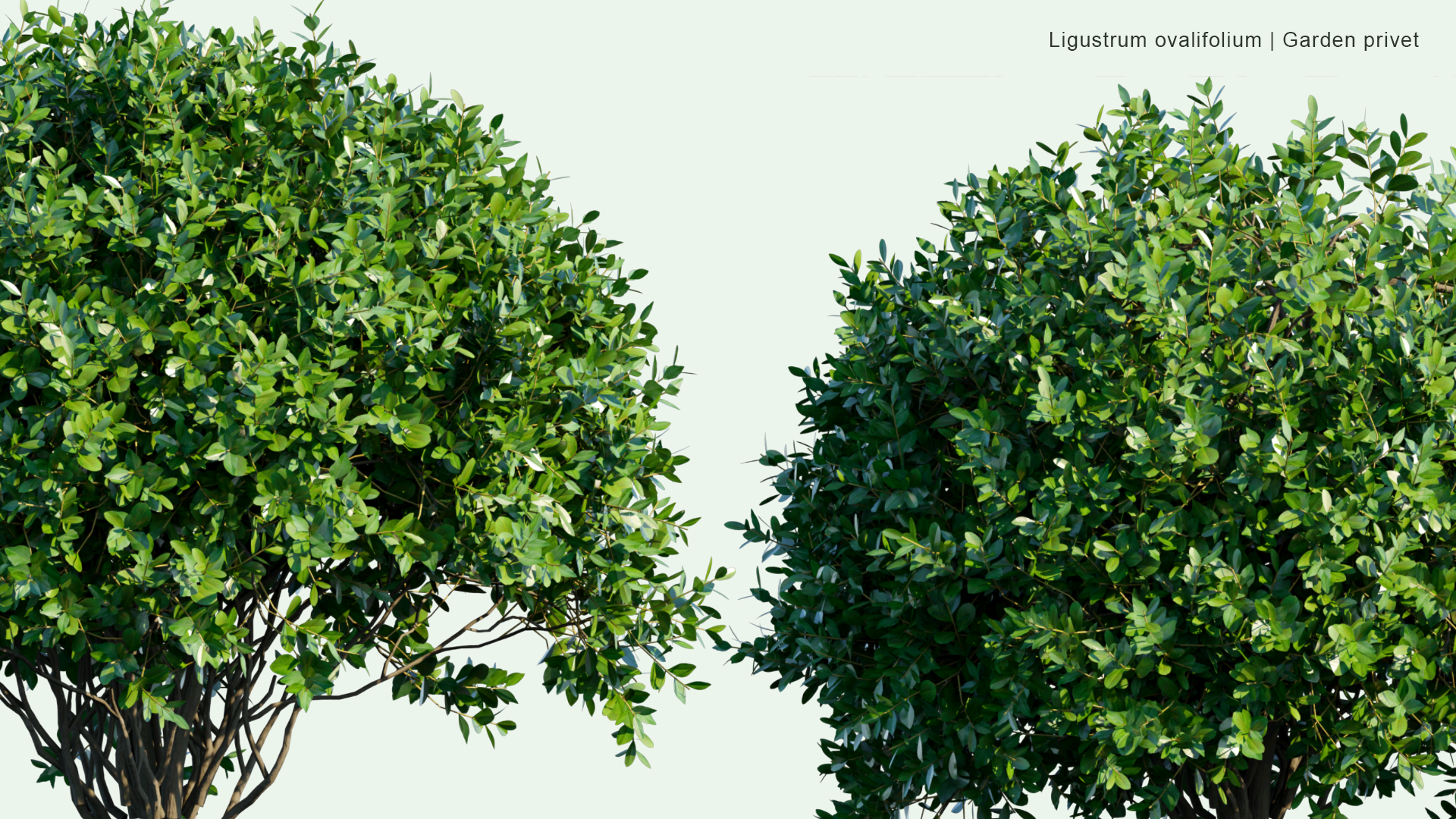 2D Ligustrum Ovalifolium - Korean Privet, California Privet, Garden Privet, Oval-Leaved Privet