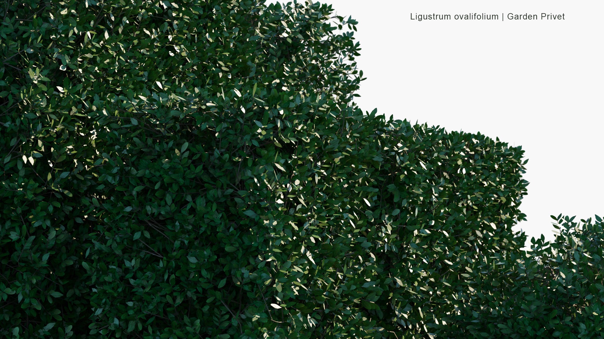 Low Poly Ligustrum Ovalifolium - Korean Privet, California Privet, Garden Privet, Oval-leaved Privet (3D Model)