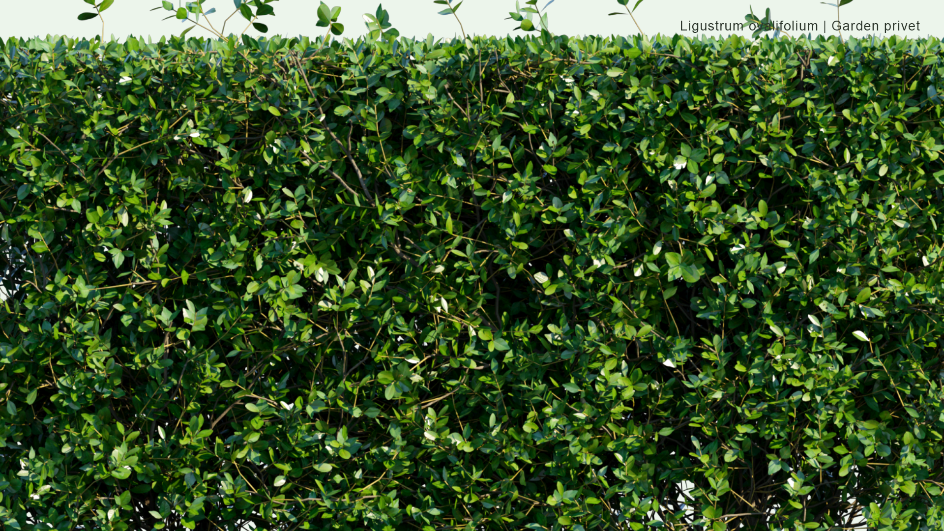 2D Ligustrum Ovalifolium - Korean Privet, California Privet, Garden Privet, Oval-Leaved Privet