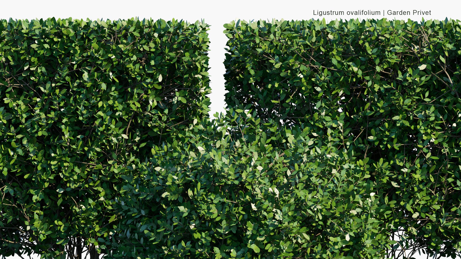 Low Poly Ligustrum Ovalifolium - Korean Privet, California Privet, Garden Privet, Oval-leaved Privet (3D Model)