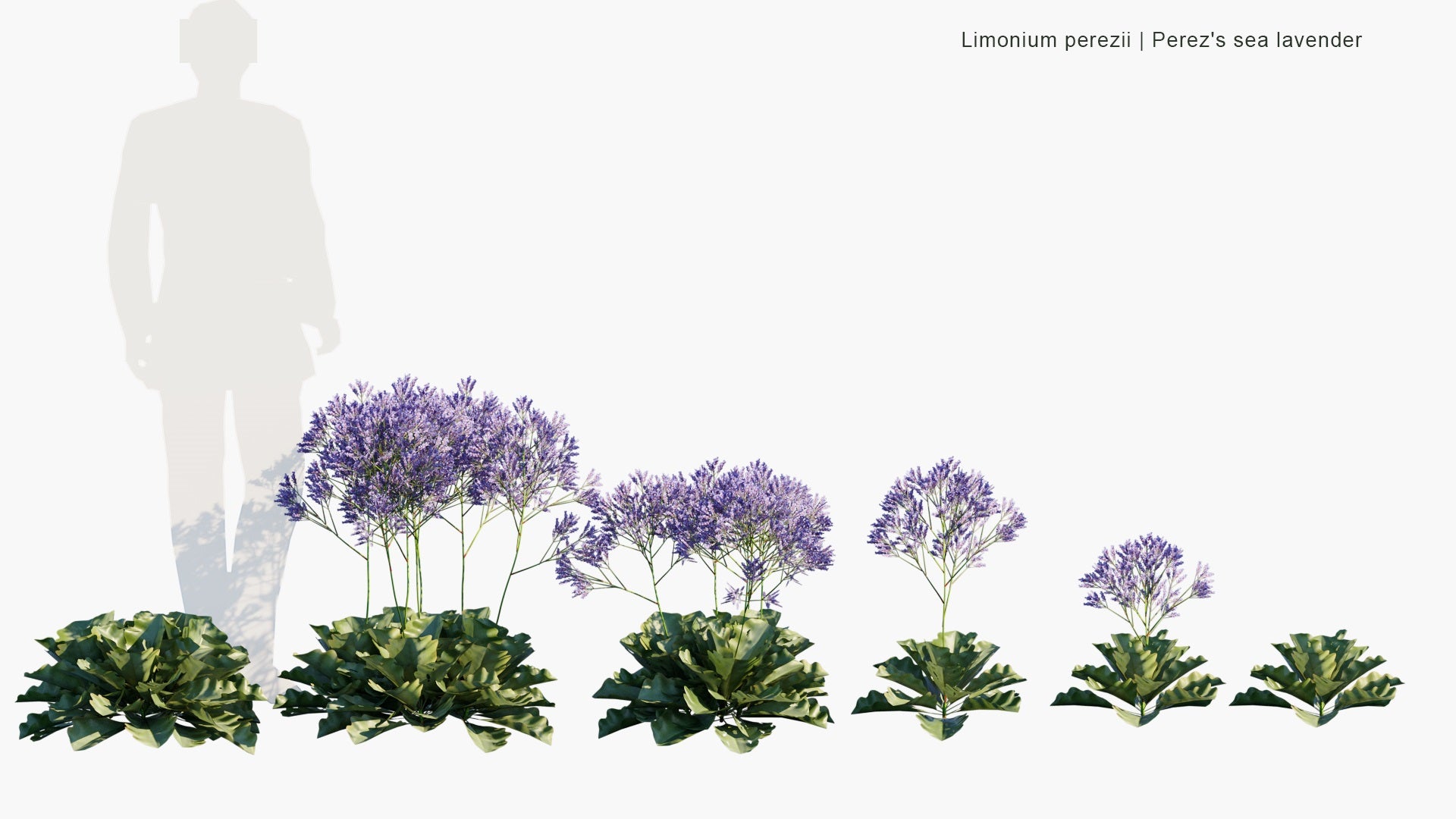 Low Poly Limonium Perezii - Perez's Sea Lavender, Seafoam Statice (3D Model)